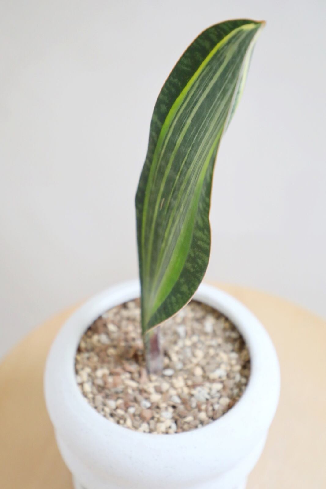 M】サンスベリア マッソニアーナ バリエガータ/Sansevieria Masoniana