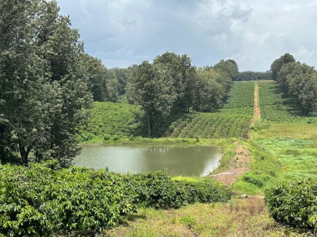 Tanzania Karatu AB Kilimanjaro Washed (200g) | SAFARI COFFEE ROASTER