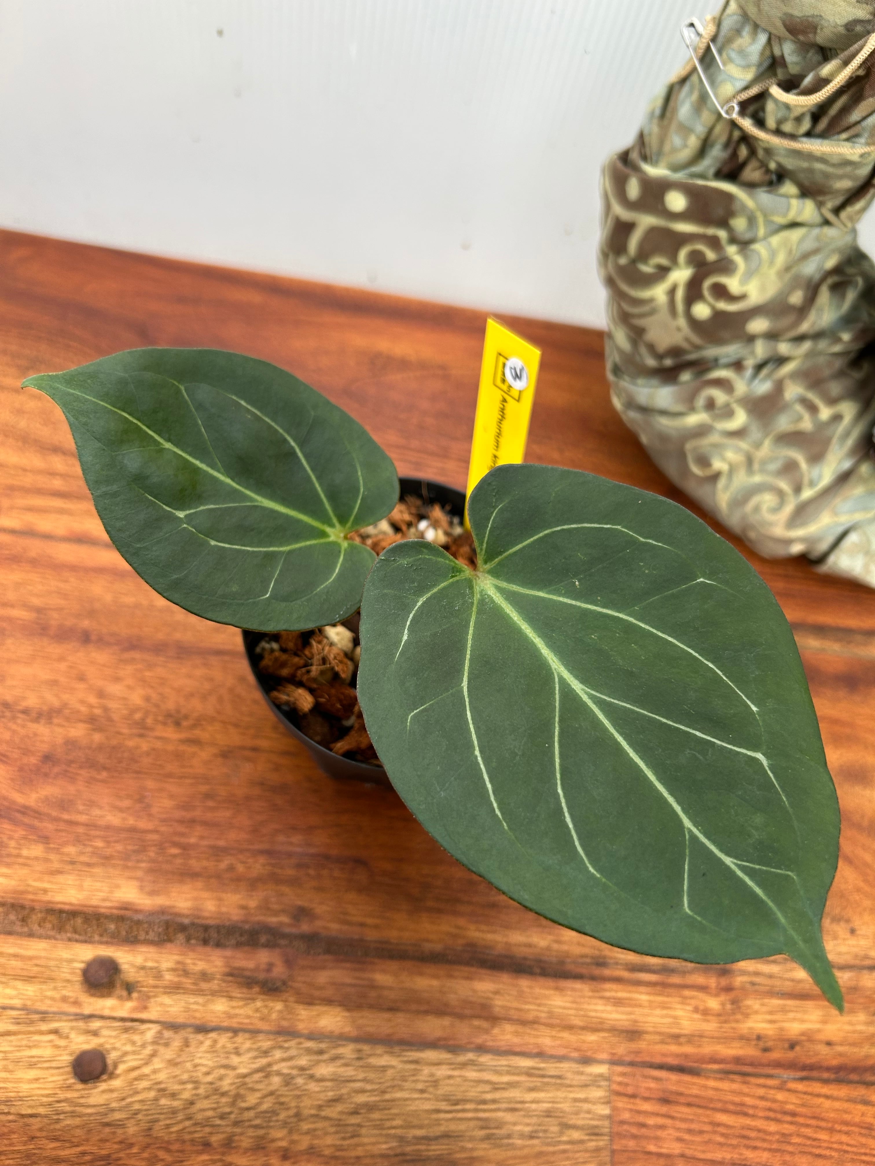 Anthurium | BA PLants