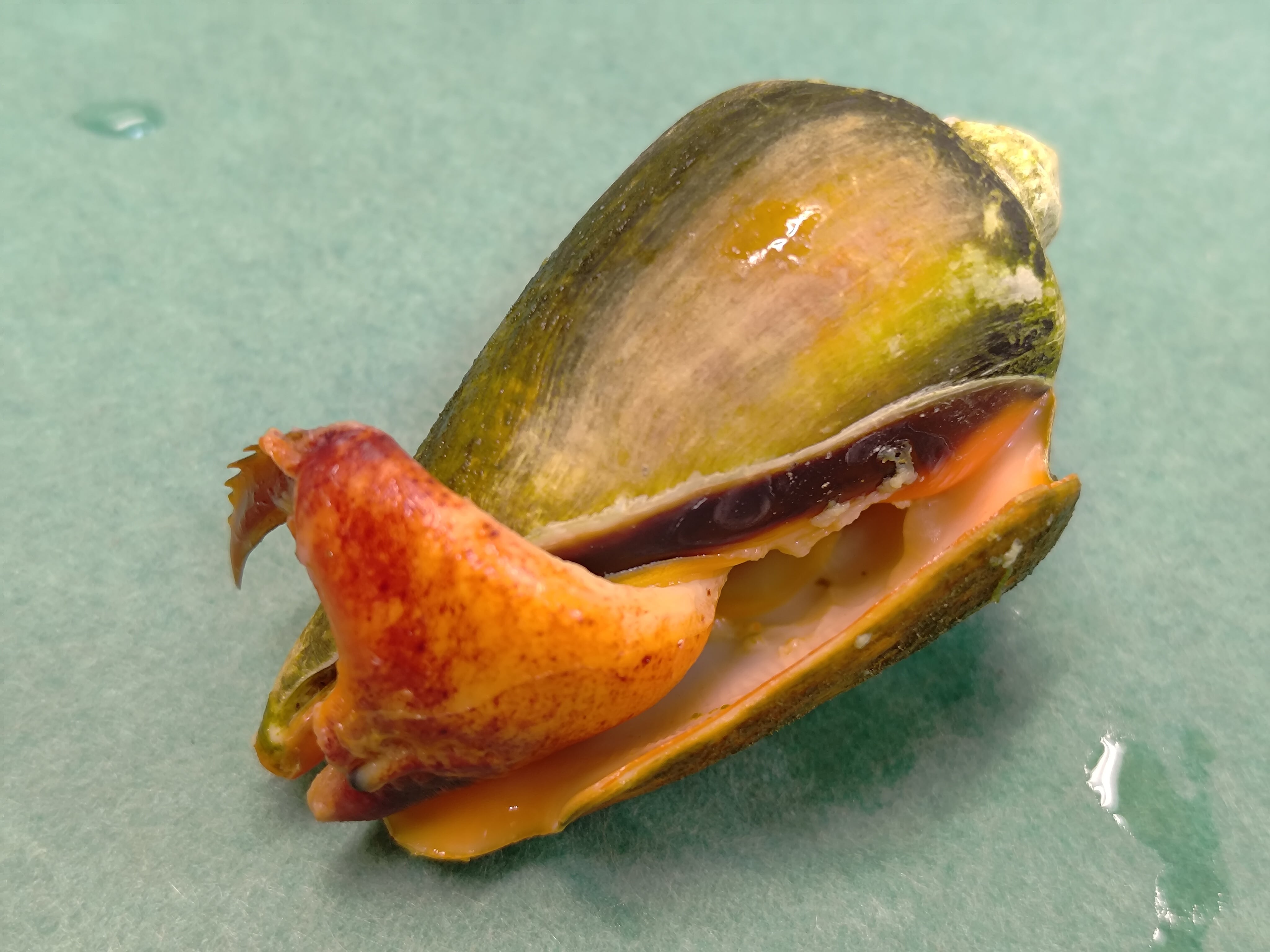 謹製】チャンバラ貝/マガキガイ/特大サイズ/酒茹で/500g【冷凍