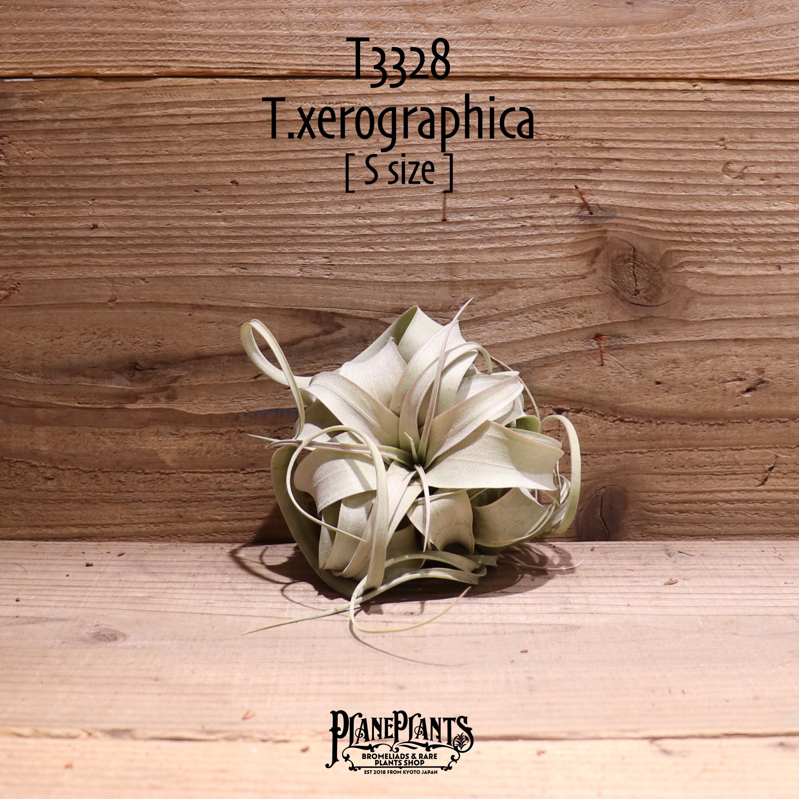 【送料無料】キセログラフィカ S〔エアプランツ〕現品発送T3328