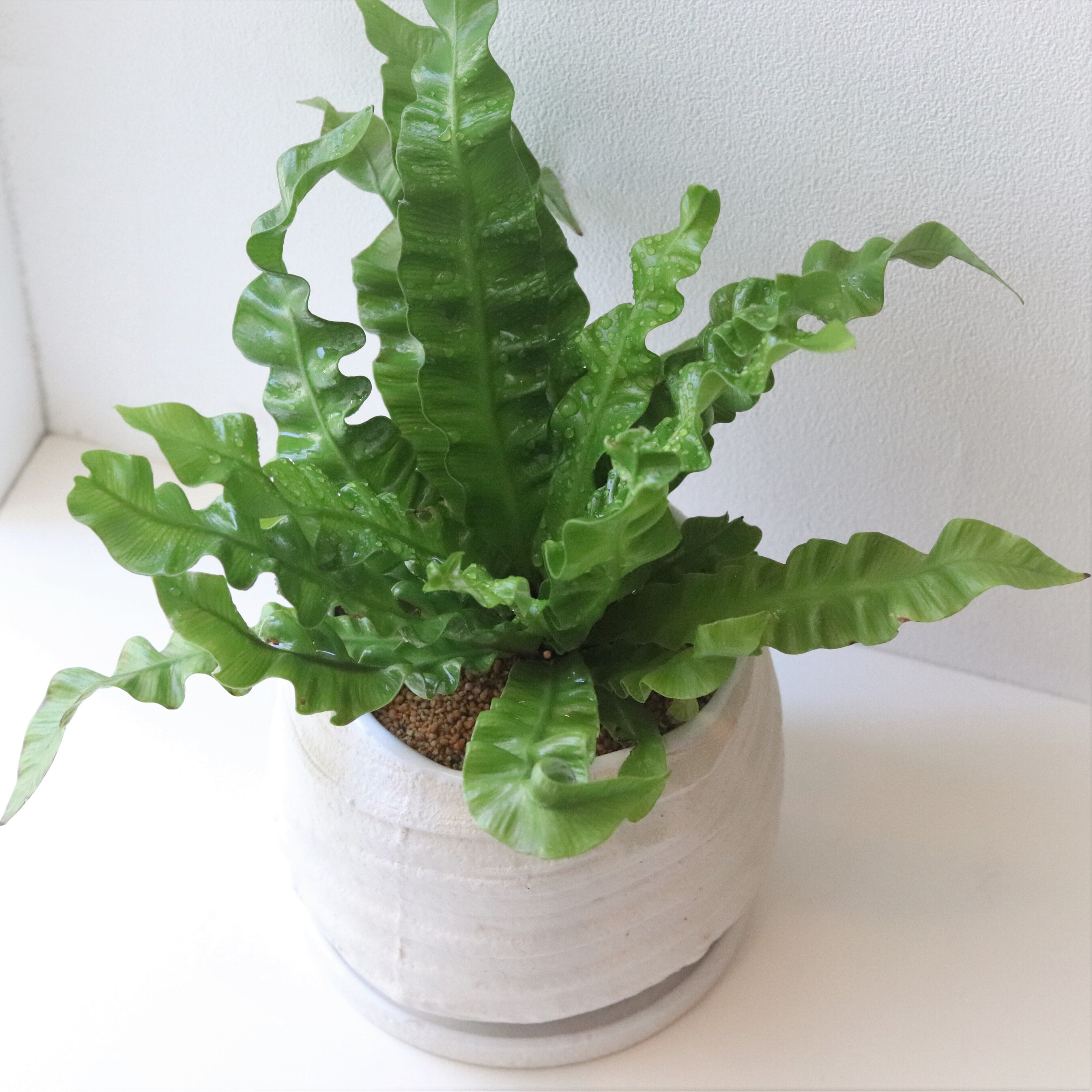 グリーン エメラルドウェーブ ジーフラットインテリアショップ Online Shop