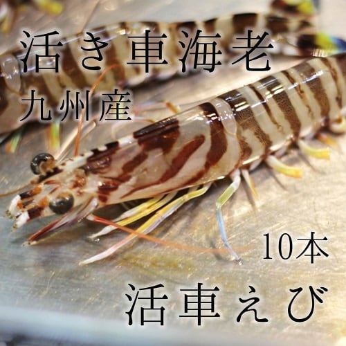 活け 高級車海老 生 九州産 他 10尾(約40g/1尾) 豊洲直送 車エビ 車えび クルマエビ【活車エビ10尾】 冷蔵