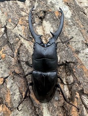 【WD】《フォルフィクラノコギリ（マルバネノコギリ） 67mm A’品ペア》