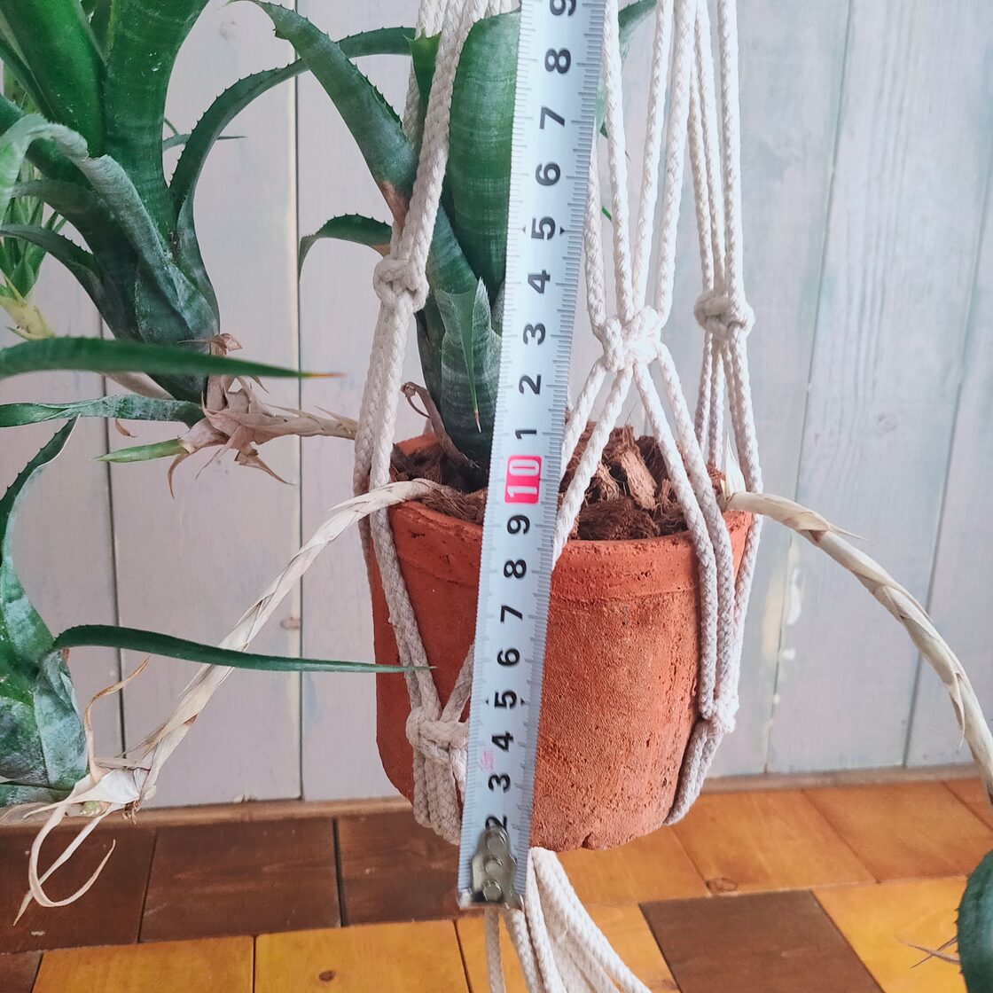 観葉植物】ネオレゲリア 陶器鉢 吊り下げ | PAY ID
