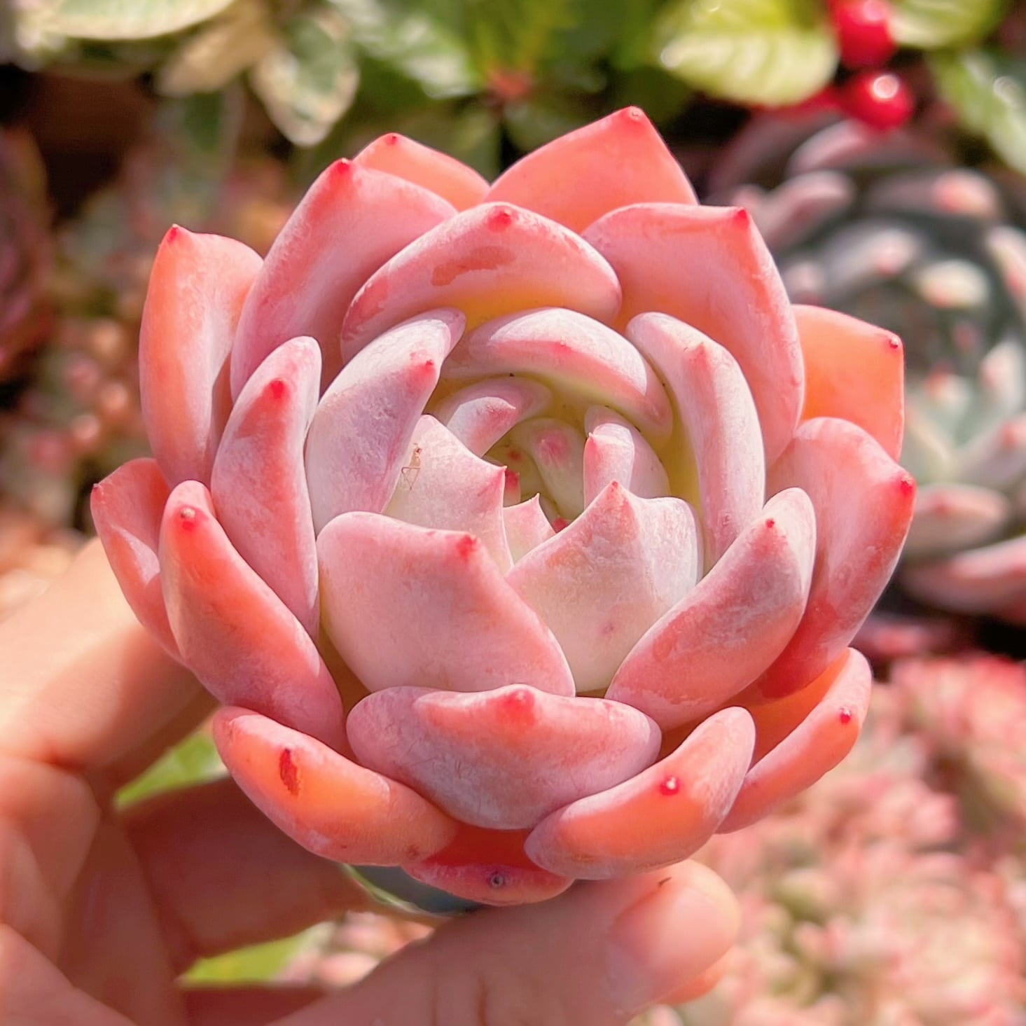 Top【選抜株】多肉植物　24844ストロベリーアーモンド　20個　鉢無し/脱土 多肉植物 ストロベリーアーモンド 新入荷 | るる農園~多肉植物専門