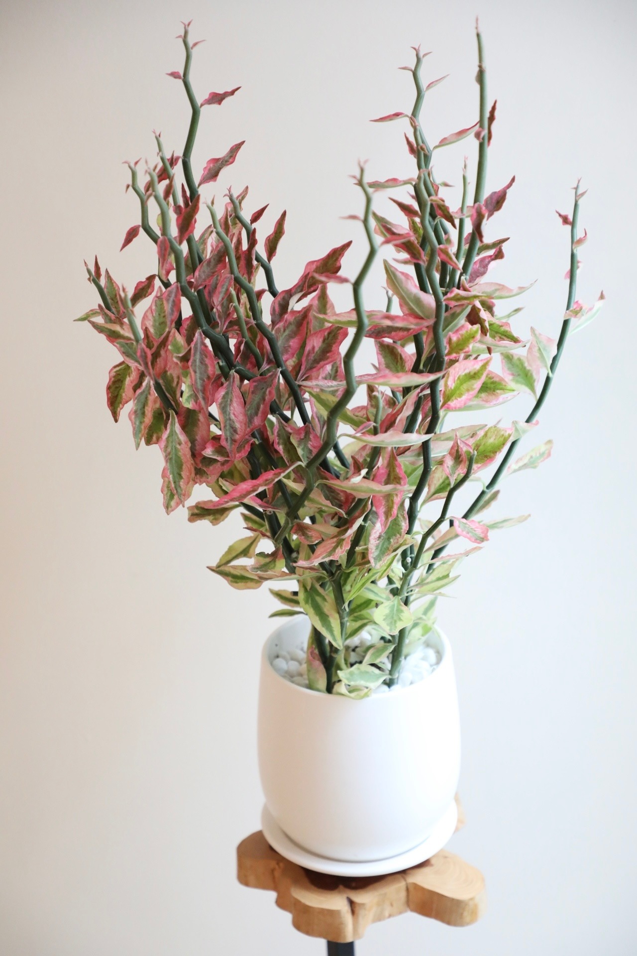 【M】ペディランサス/大銀龍/Euphorbia tithymaloides ※陶器鉢付き