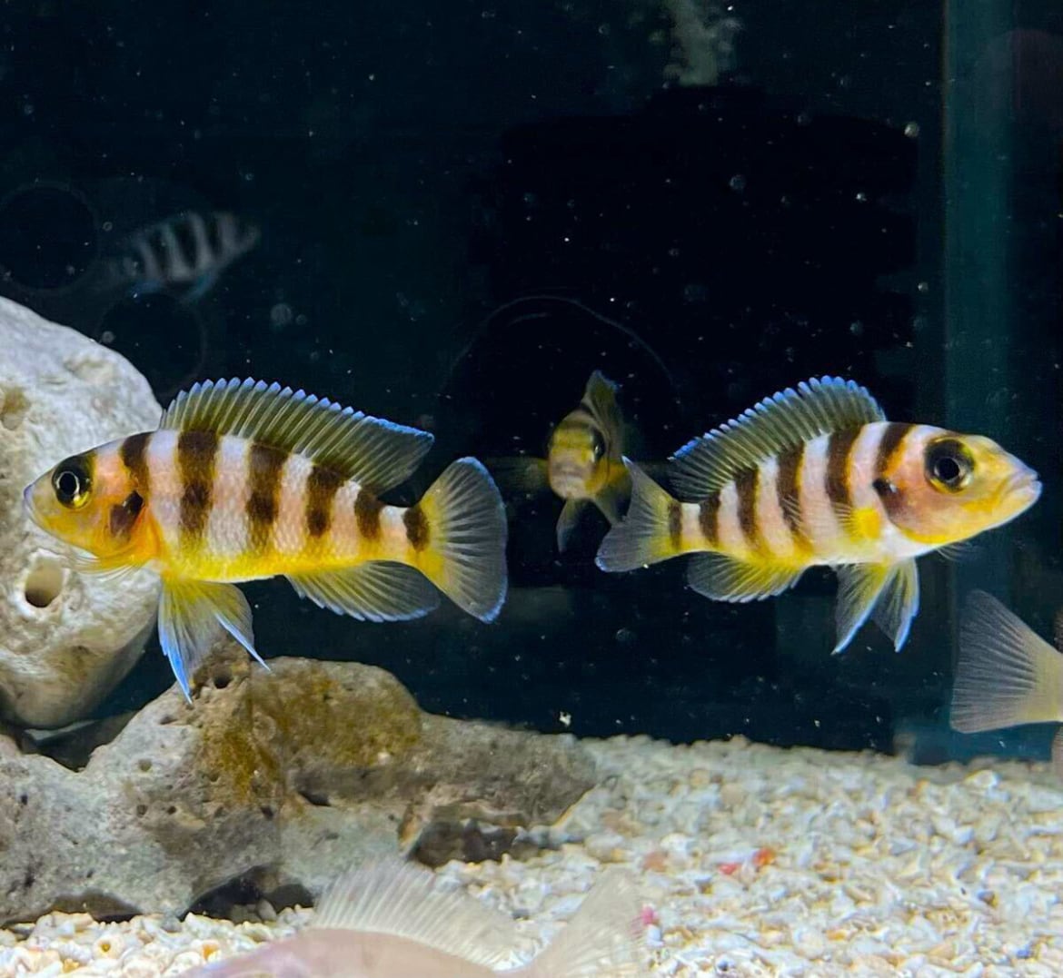 激レア! ネオランプロログス・セクスファスキアートゥス Neolamprologus sexfasciatus アフリカンシクリッド タンガニイカ湖