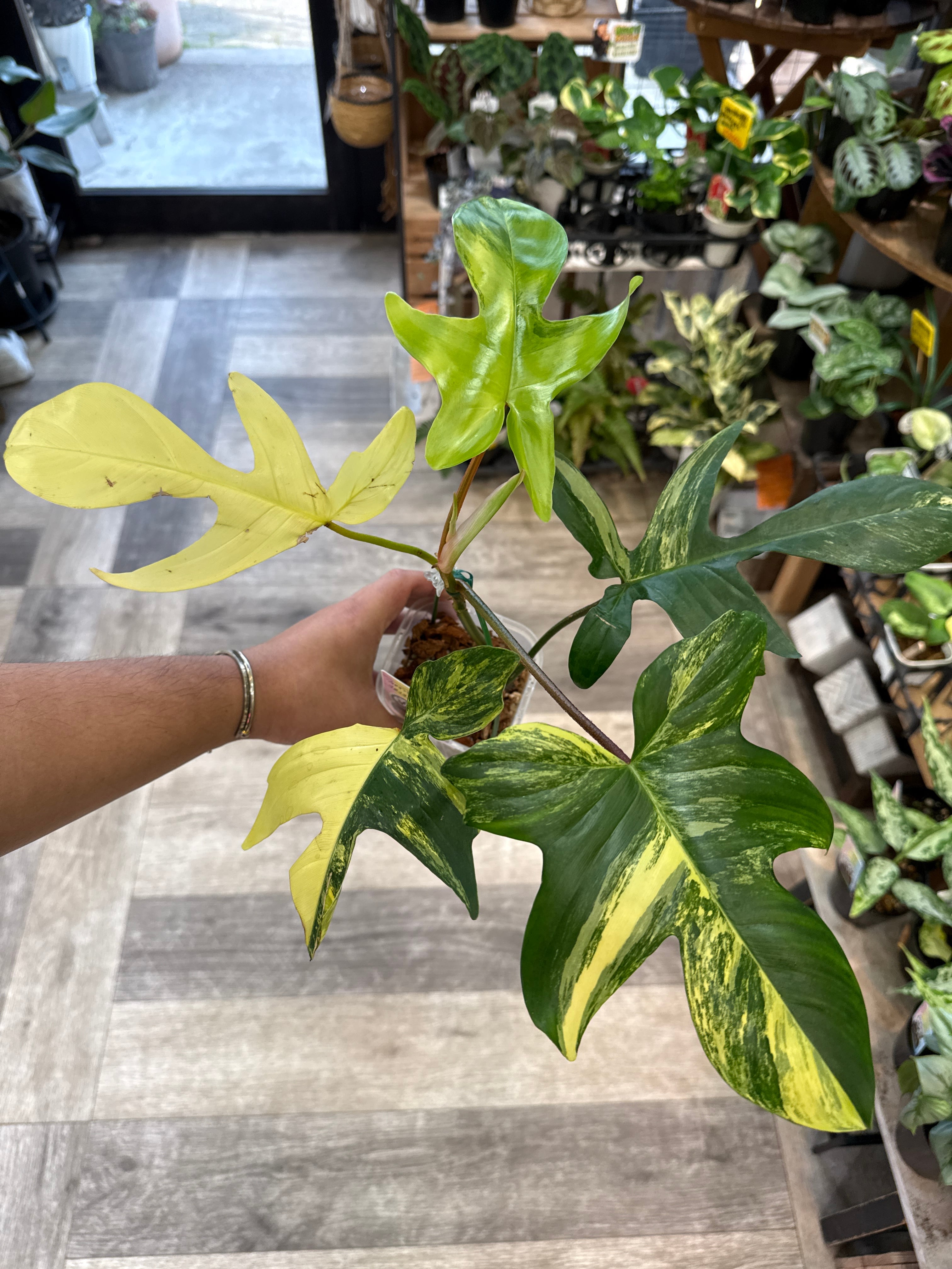 ②フィロデンドロン　ブラウンビューティー　斑入り philodendron ② フィロデンドロン フロリダビューティー | Gardenえん 【観葉熱帯植物】