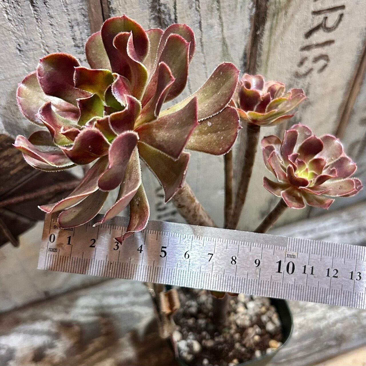 サンシモン黒法師(アエオニウム)モスグリーン | RuPo 多肉植物専門店