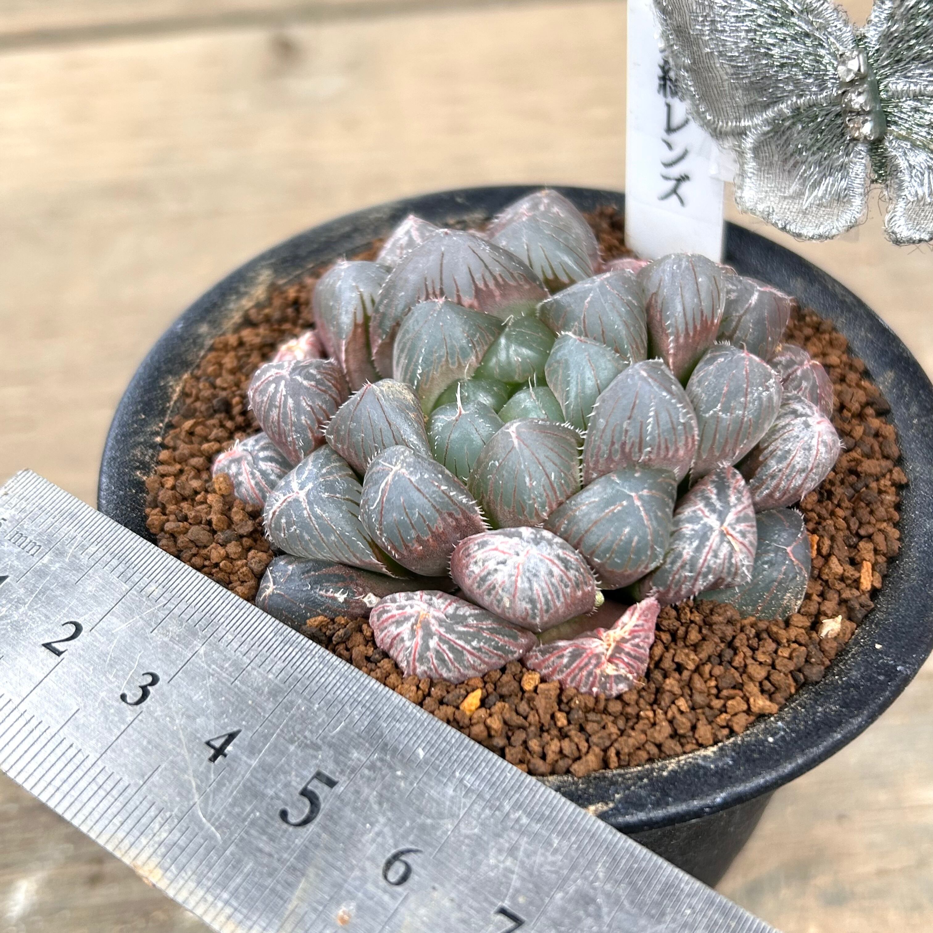 ハオルチア⭐️ 臙脂(えんじ)⭐️ 斑入り 美苗　美品　発根済み。 ハオルチア⭐️ 臙脂(えんじ)⭐️ 斑入り 美苗 美品 発根済み