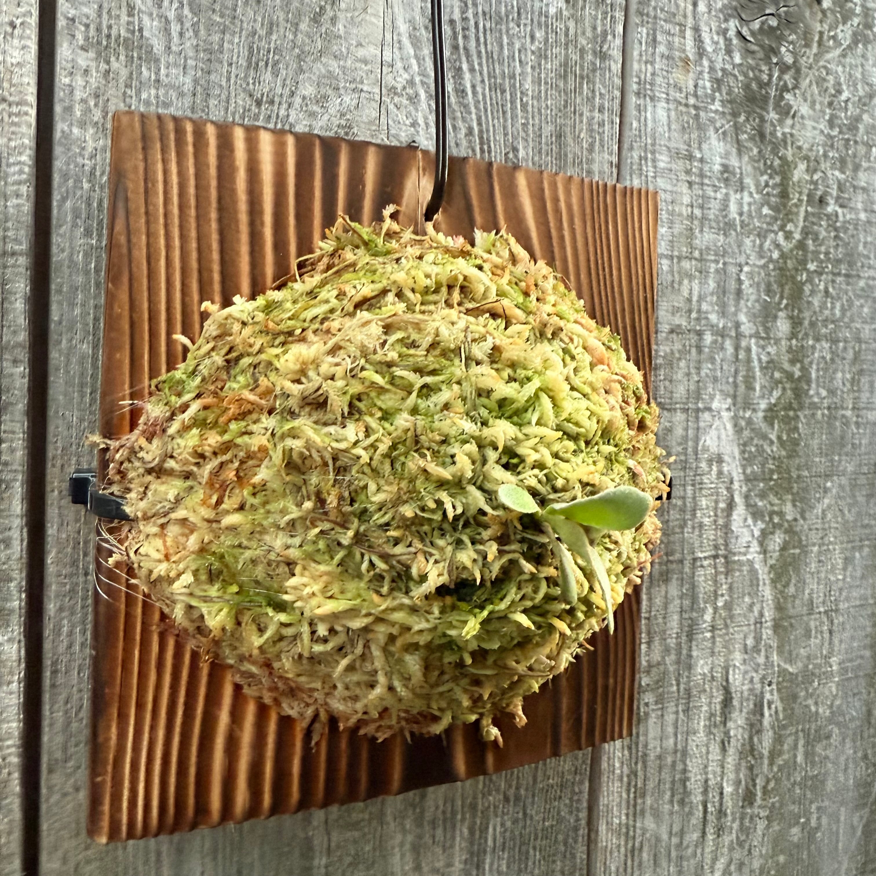 P.Triceratops (三角龍) pup | naturefix