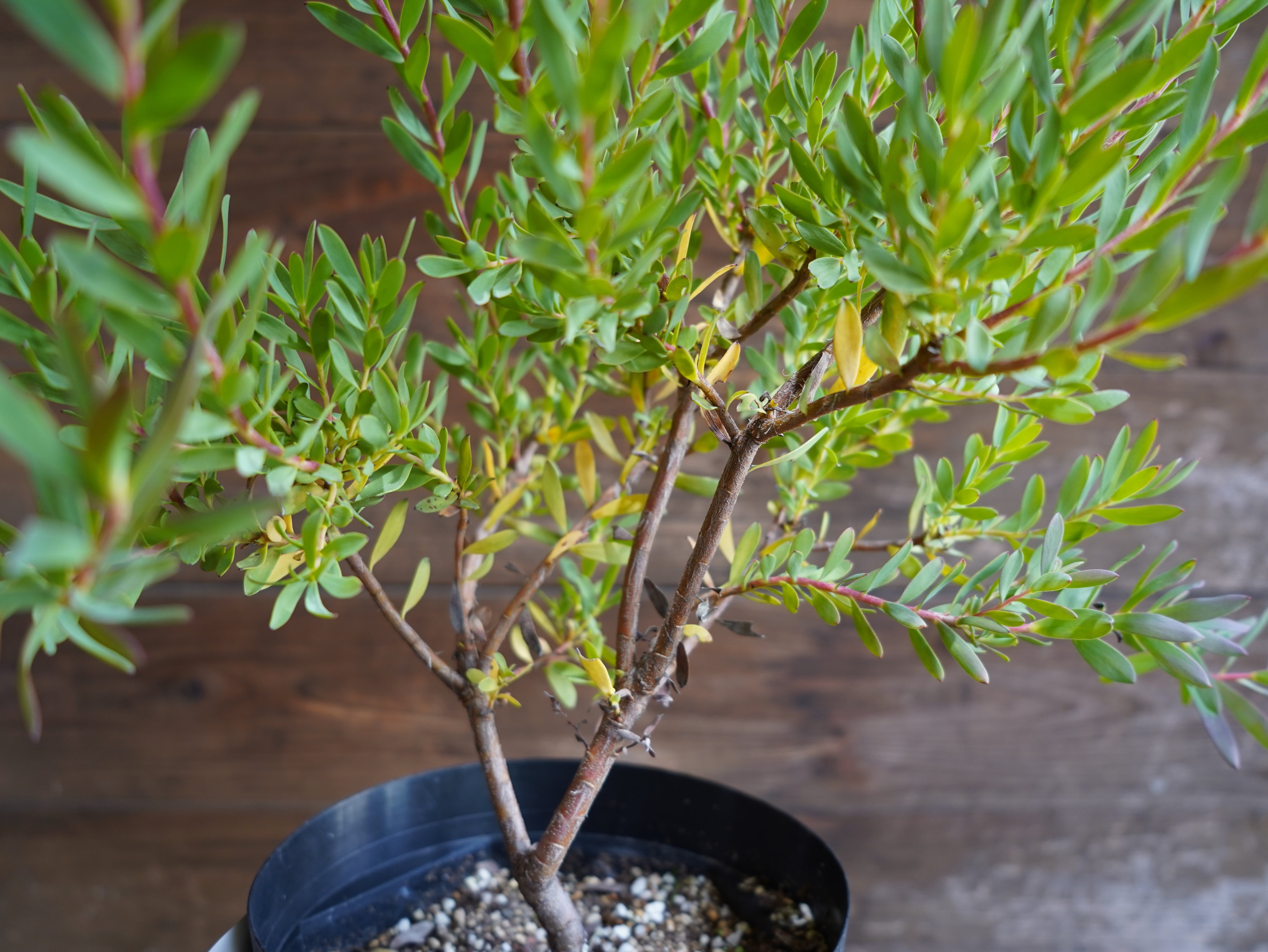 【現物】リューカデンドロン　”Baby Bouquet”　６号