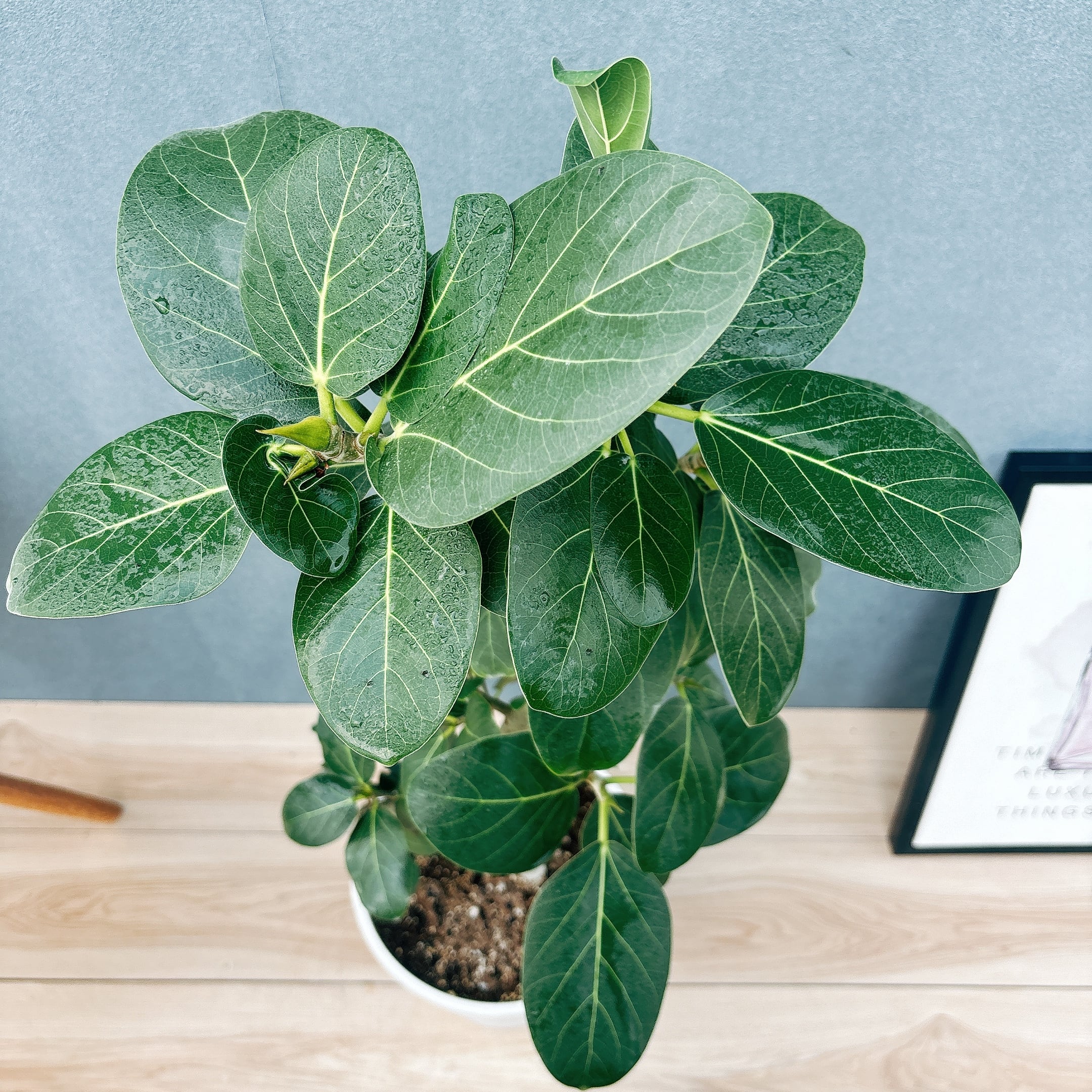 現品］99番 フィカス ベンガレンシス 曲がり 8号 観葉植物 室内 大型