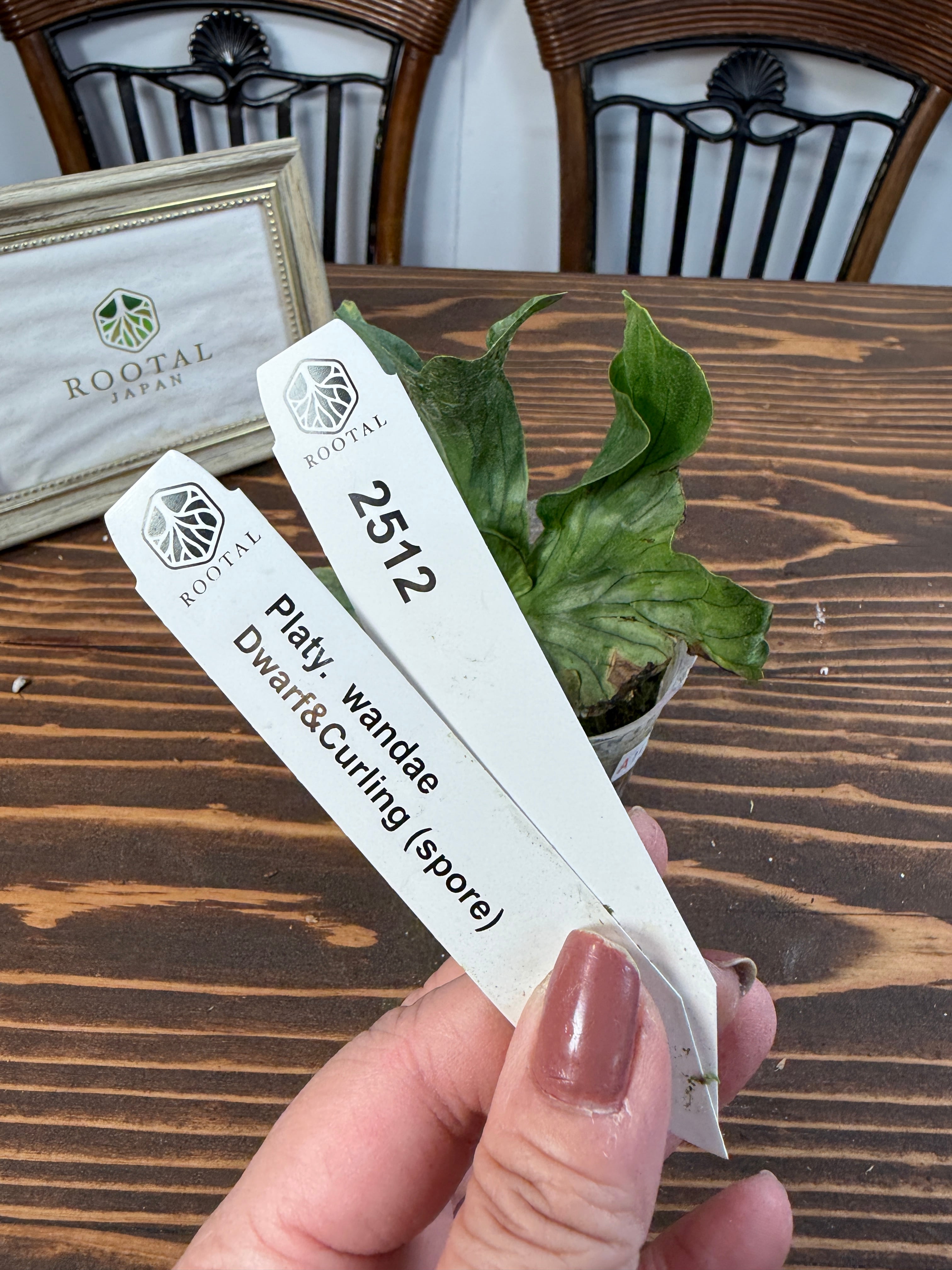 ★2512【くるりと舞うワンダエ】ビカクシダ ワンダエドワーフ&カーリングspore(2.5号ポット)