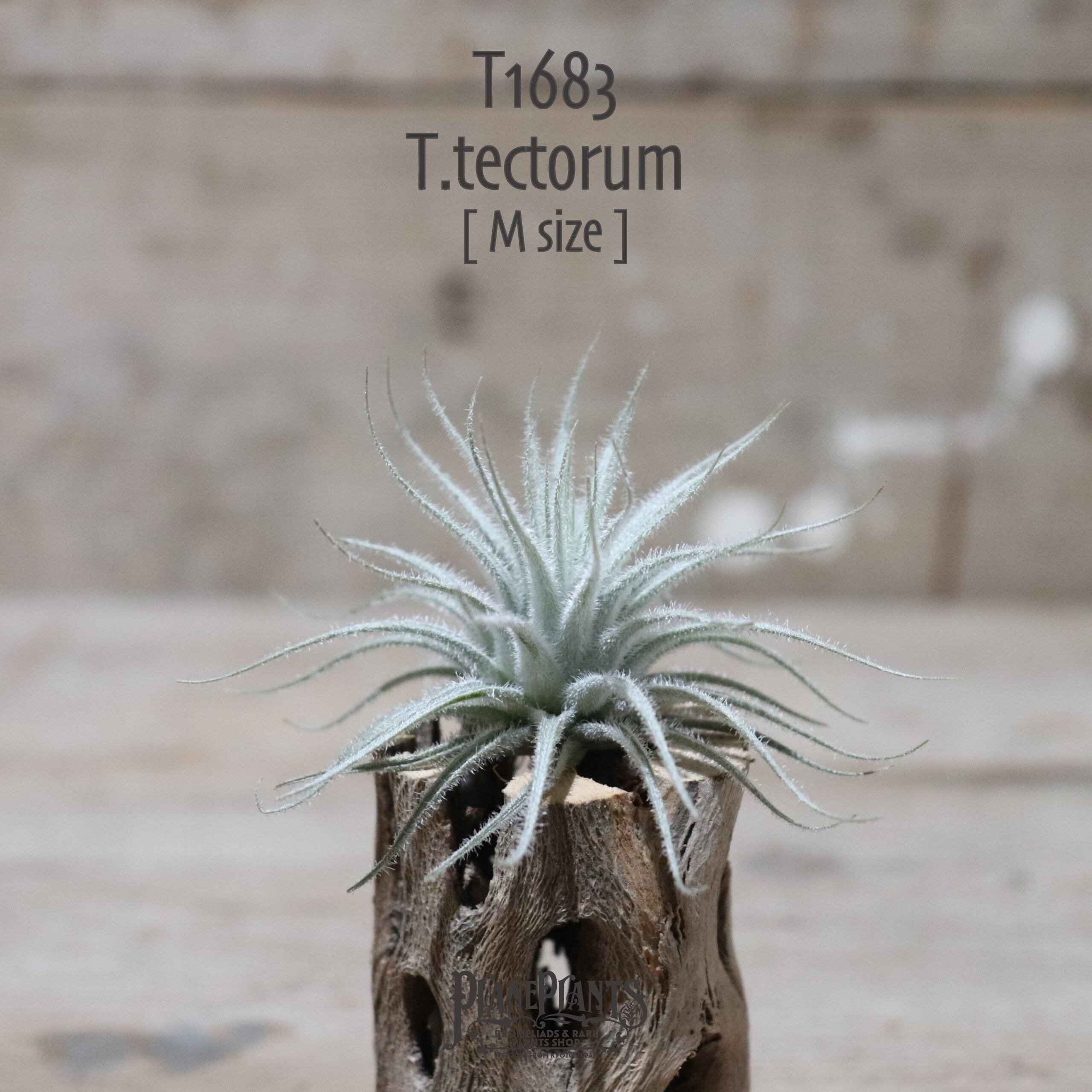 【送料無料】テクトラム M〔エアプランツ〕現品発送T1683