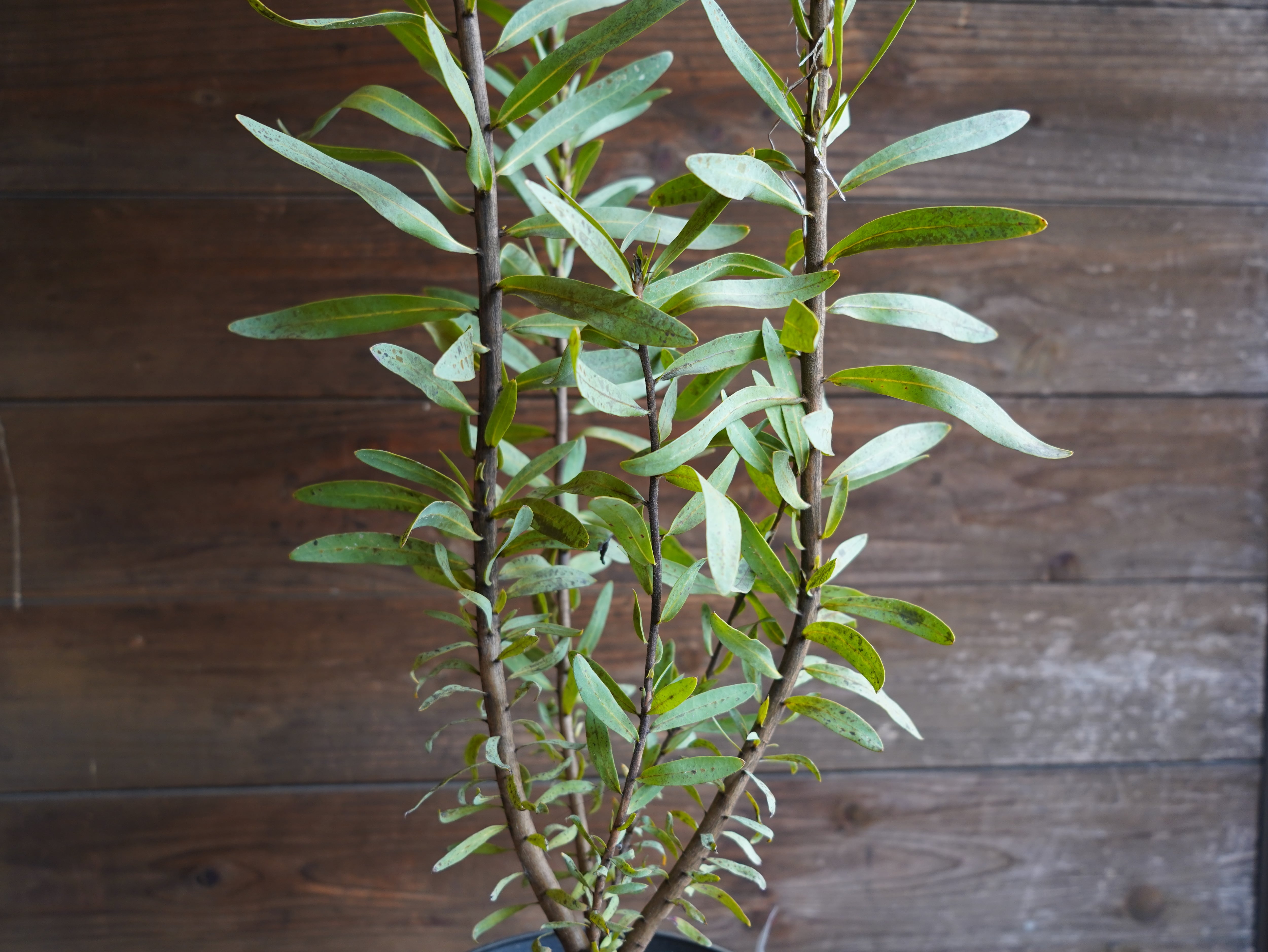 【現物】プロテア ”スザンナエ” B