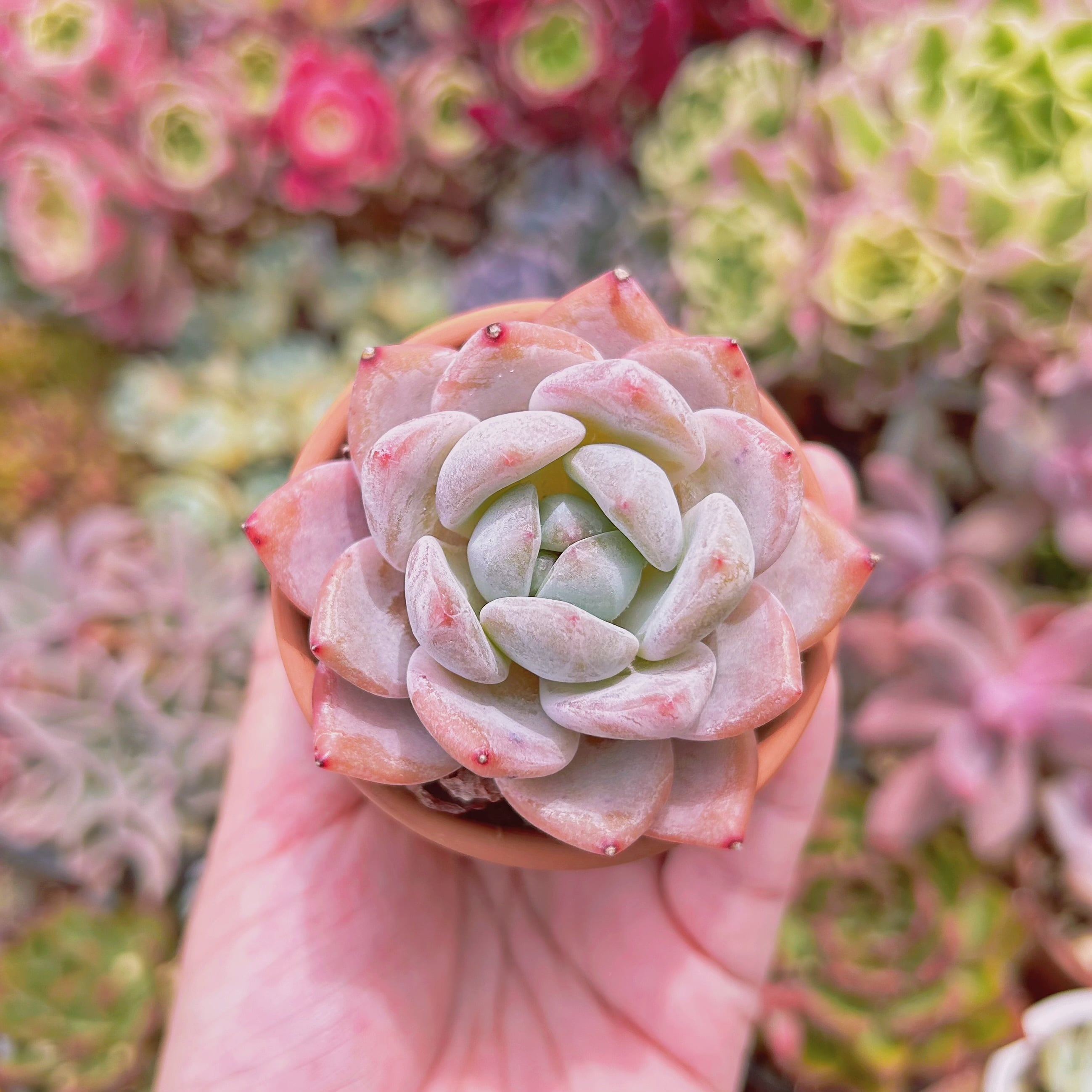 #838現物　多肉植物　レッドストーン　抜き苗