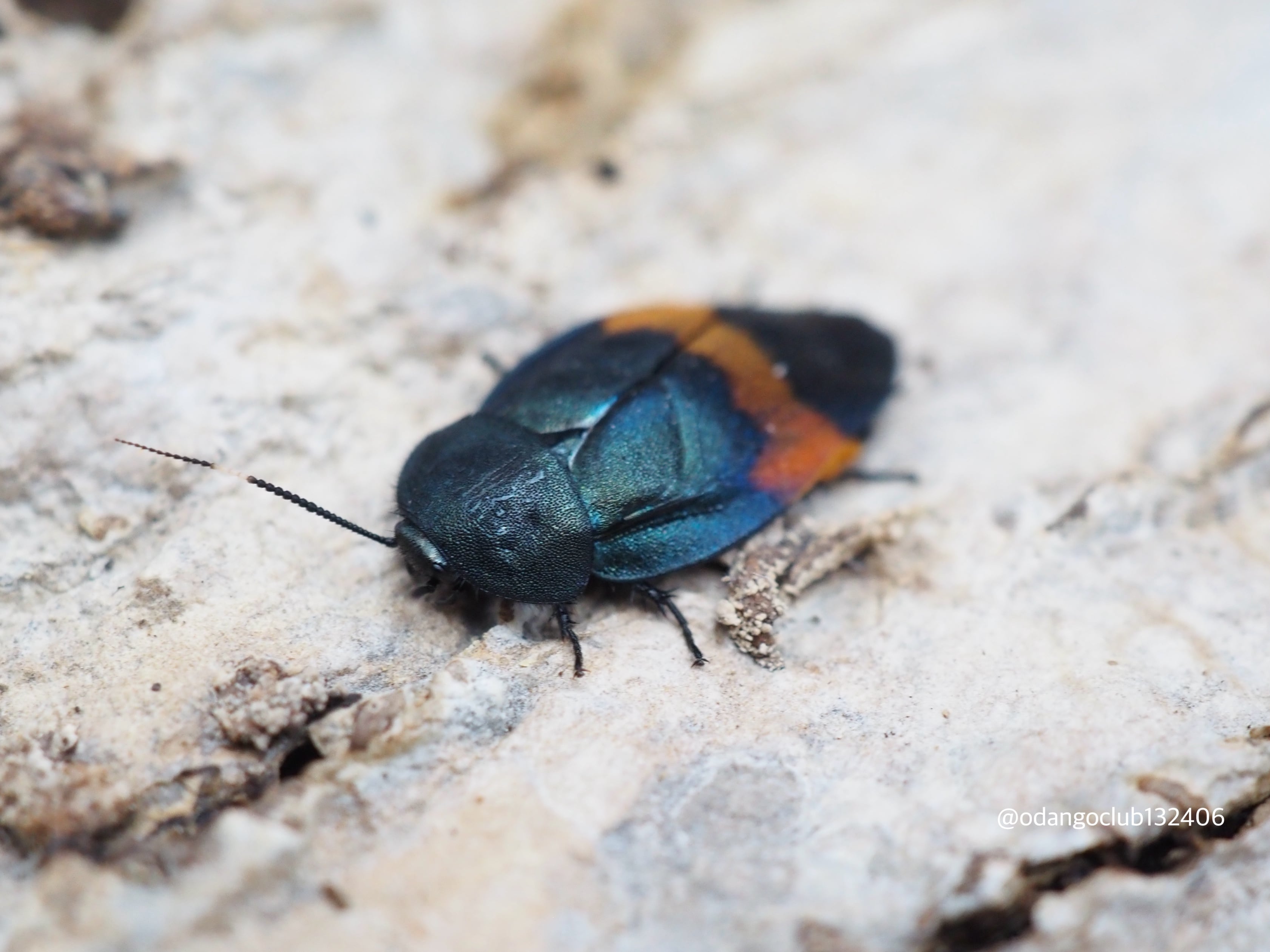 b8c075a2d67bece85374c2e7a0a4db