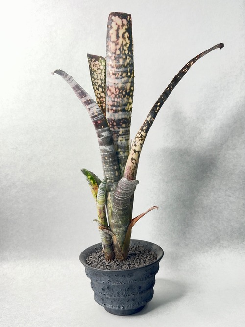 ドミンゴスマルティンス×ストロベリー