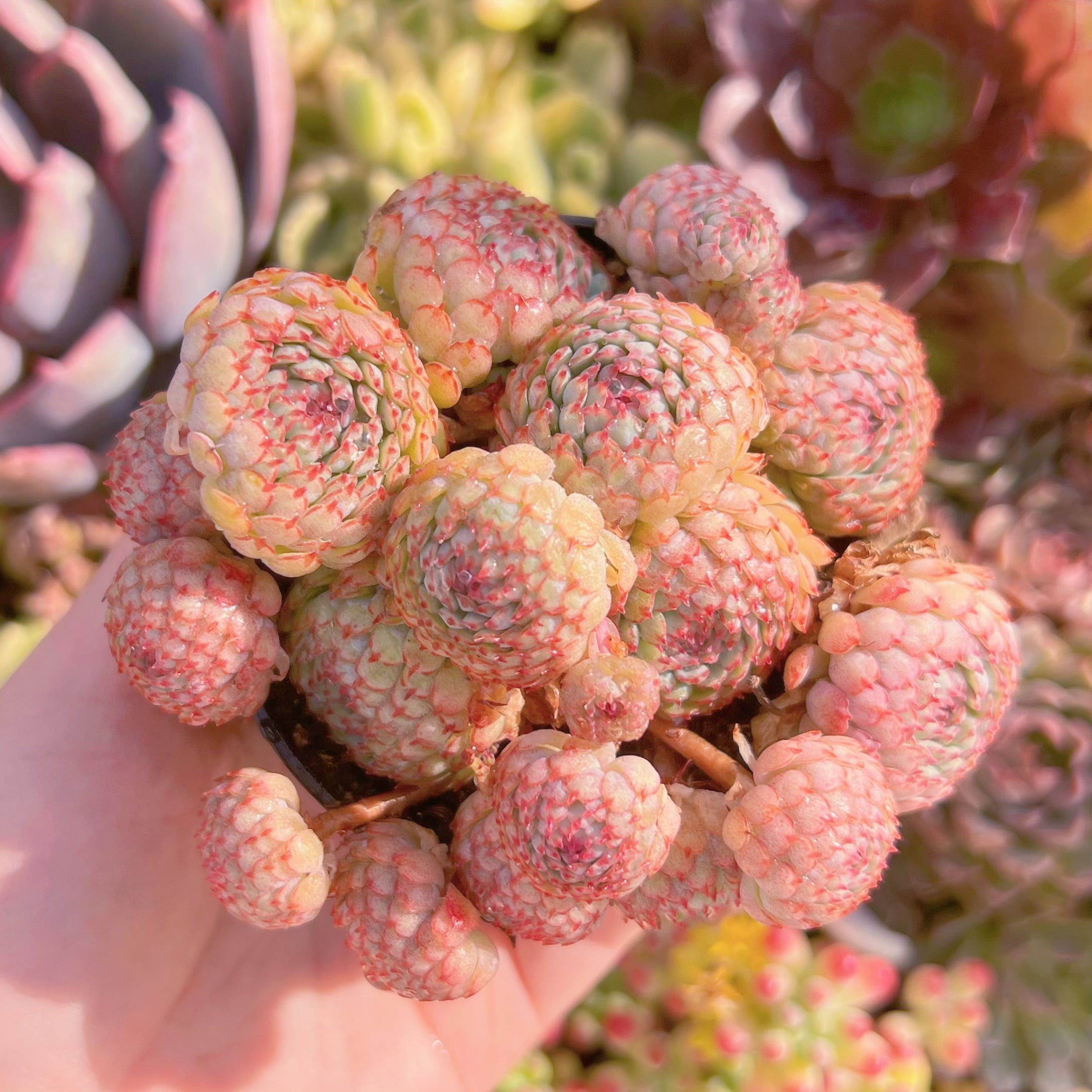 現品　グロブローサ#734　るる農園