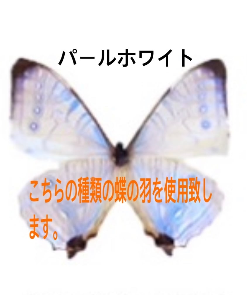 希少 蝶々の羽根を貼り合わせた作品 ブラジル 希少 蝶々の羽根を貼り