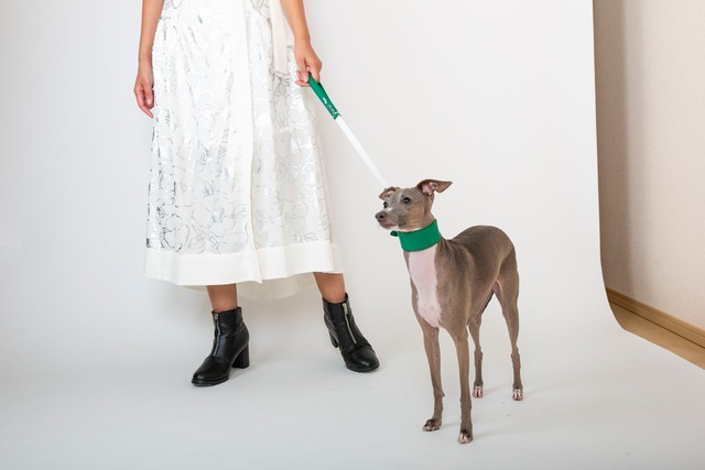 Pippinoショートリード　green / イタグレ服