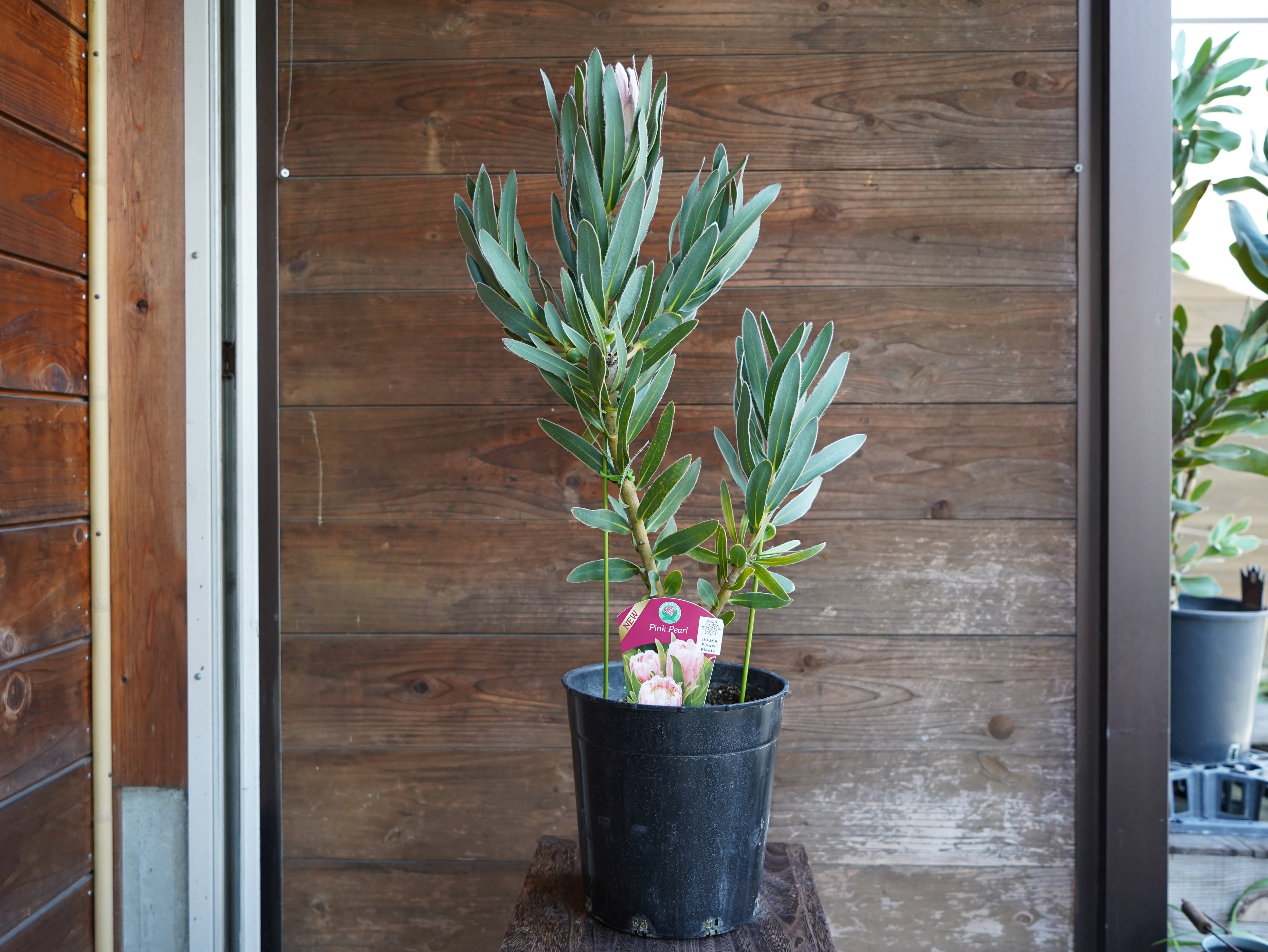 【現物】プロテア　"ピンクパール"