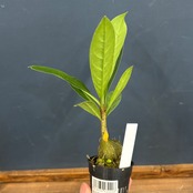 Myrmecodia cf. tuberosa Jayapura Papua【970】