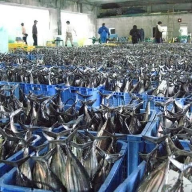高知より当日出荷！この時期だけのごちそう釣り戻りカツオ（５㎏台OR７㎏台選べます）