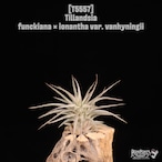 【reserved】funckiana × ionantha var. vanhyningii〔エアプランツ〕現品発送T5557