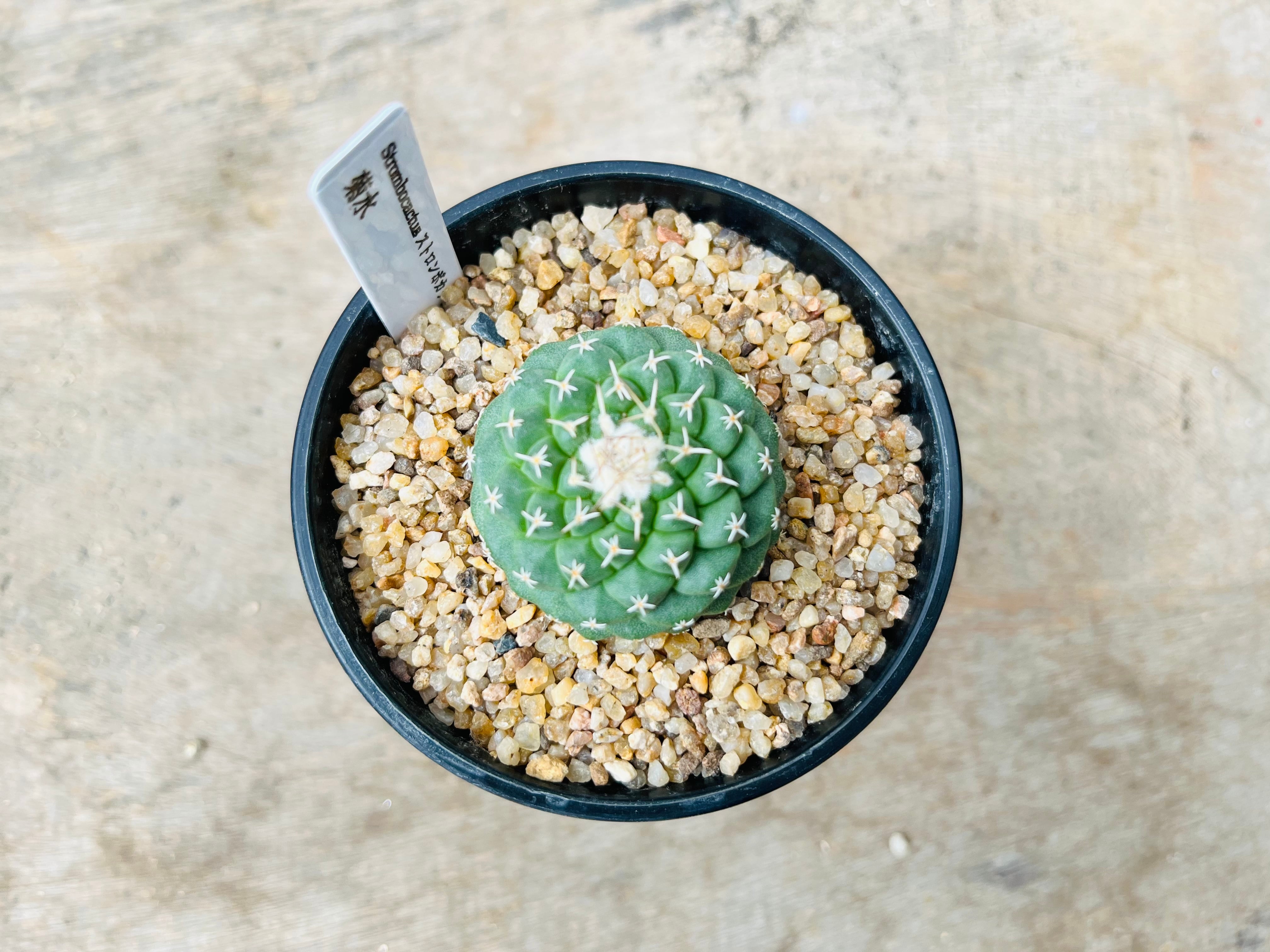 Strombocactus discifromis ストロンボカクタス 菊水 サボテン