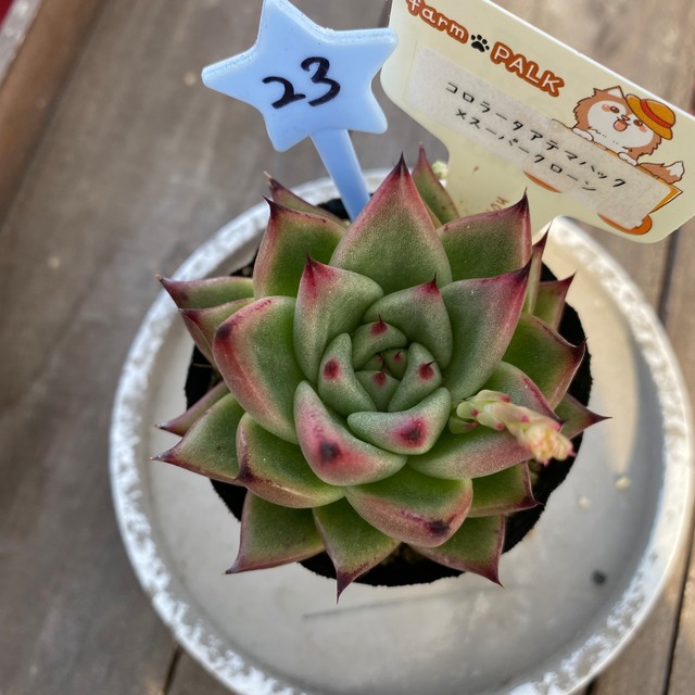 23..farmpalk交配種