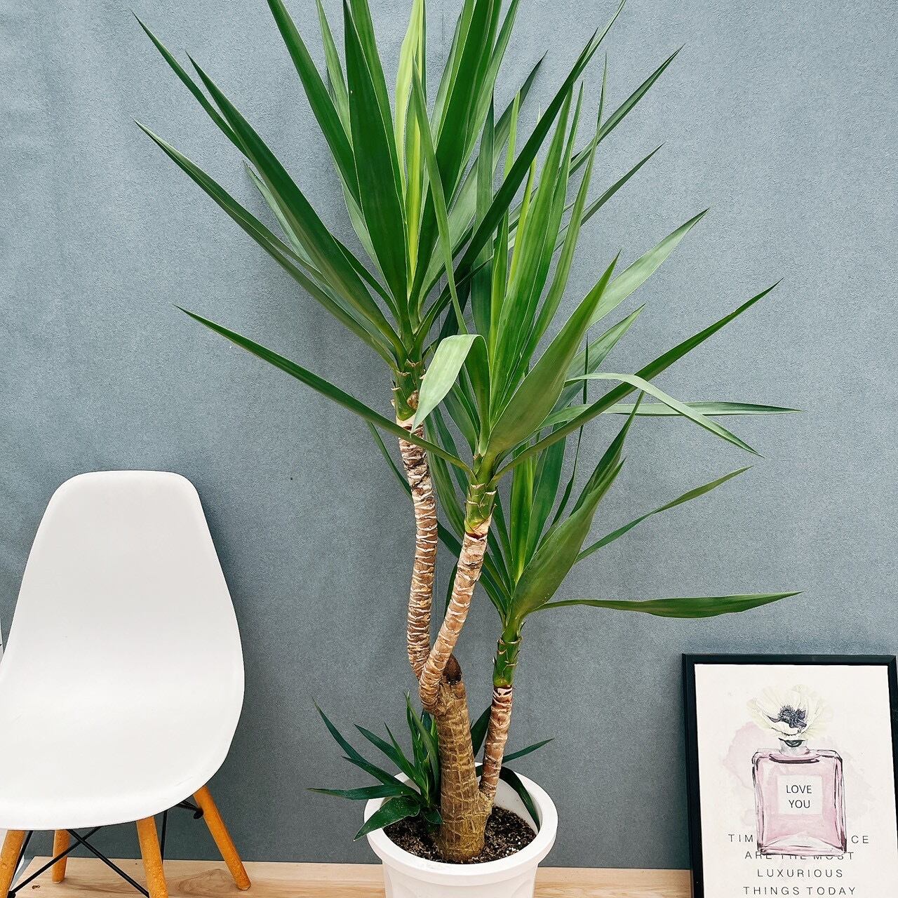 現品］【珍しい】80番 フィカス エベレスト 曲がり 7号 観葉植物 室内