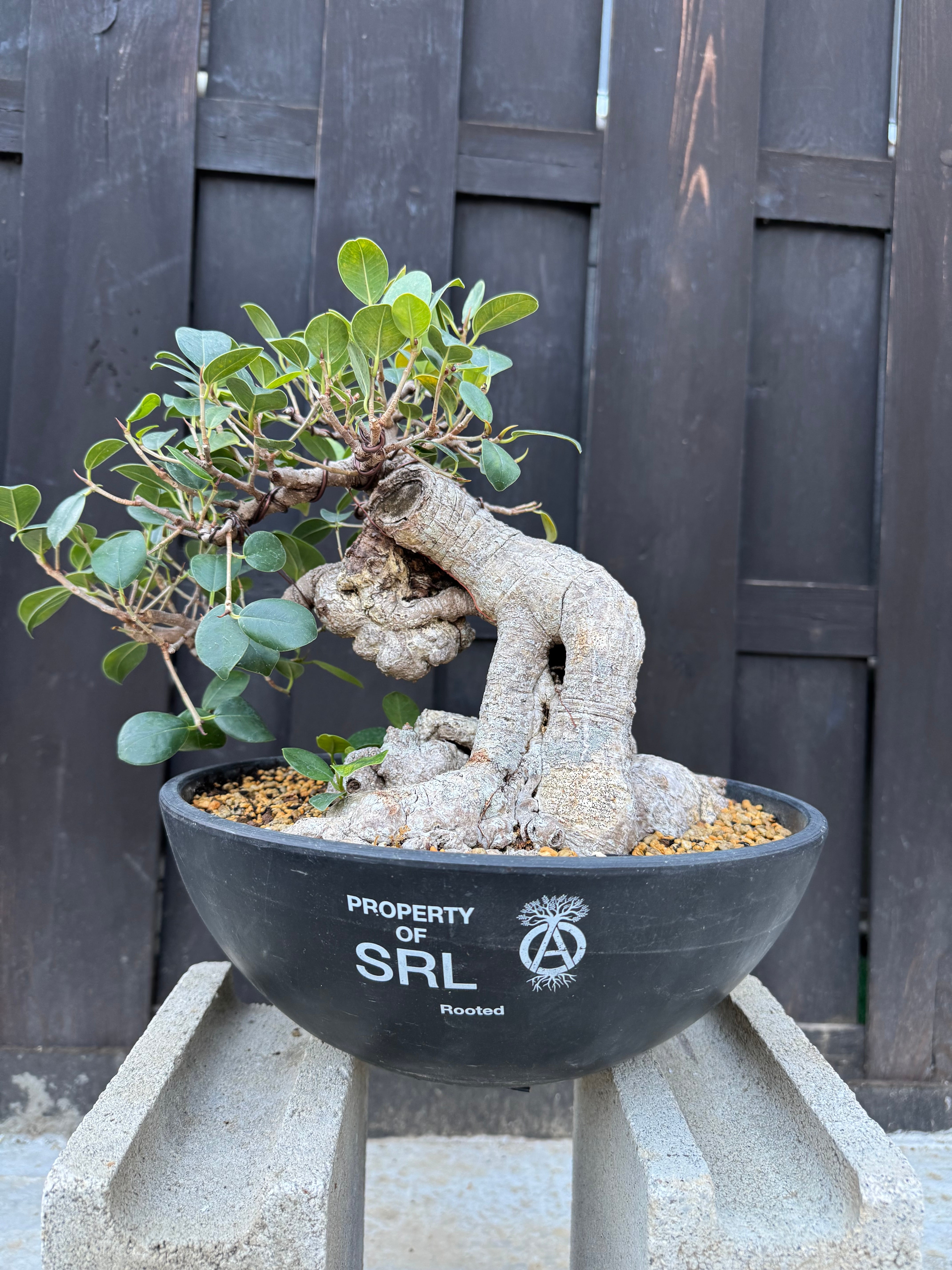 琉球盆栽】Ficus microcarpa【極上のイボガジュマル】 | 青坊主-aobouzu-