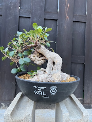 【琉球盆栽】Ficus microcarpa【極上のイボガジュマル】
