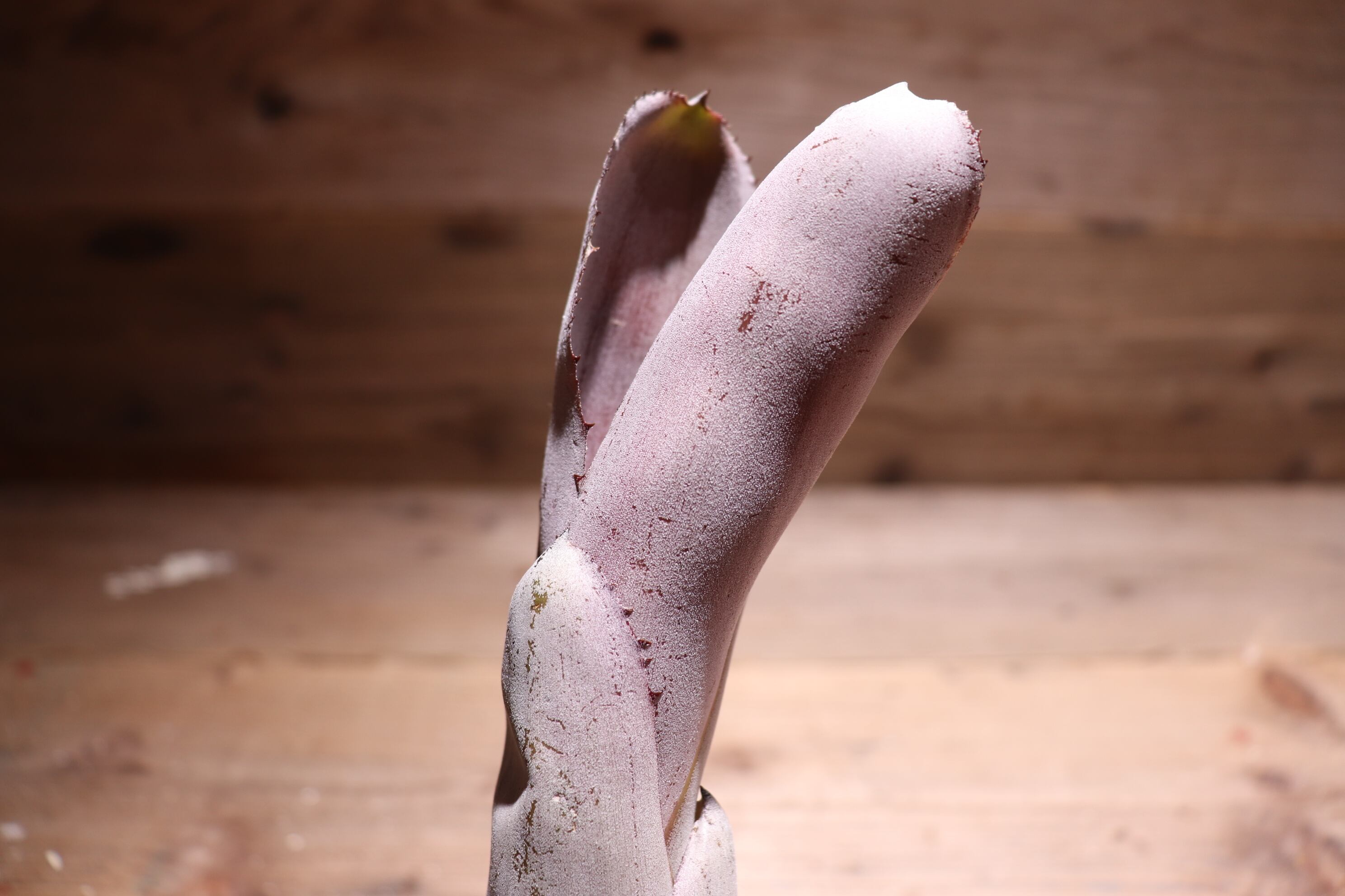 エクメア ムルフォーディ マルバ 楽天市場】(現品) エクメア ムルフォーディ 'マルバ' (No.62178