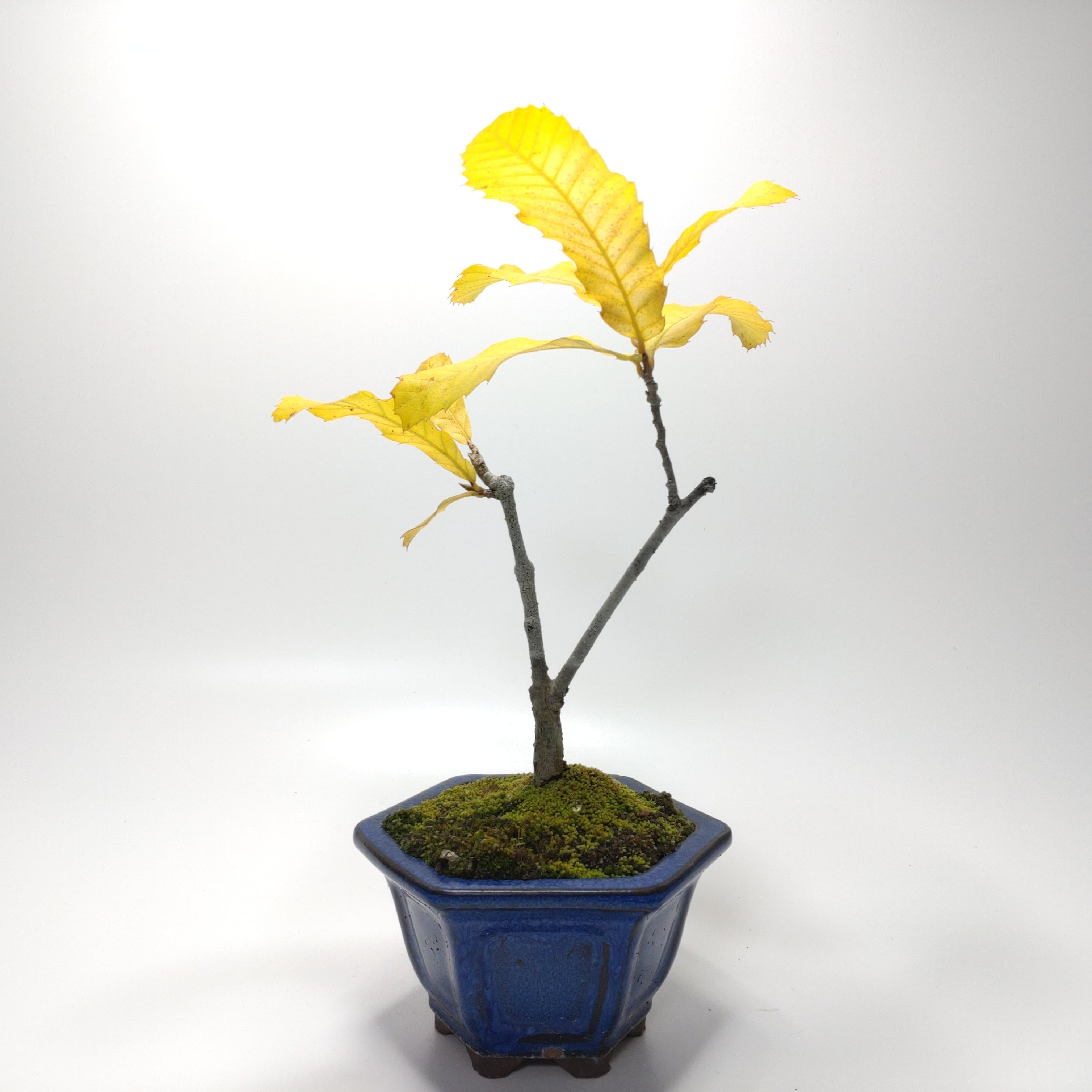 金色系、茶系の盆栽等植え木鉢です。 Amazon.co.jp: 栽培セット The BONSAI 盆栽栽培キット/1個売り - 種