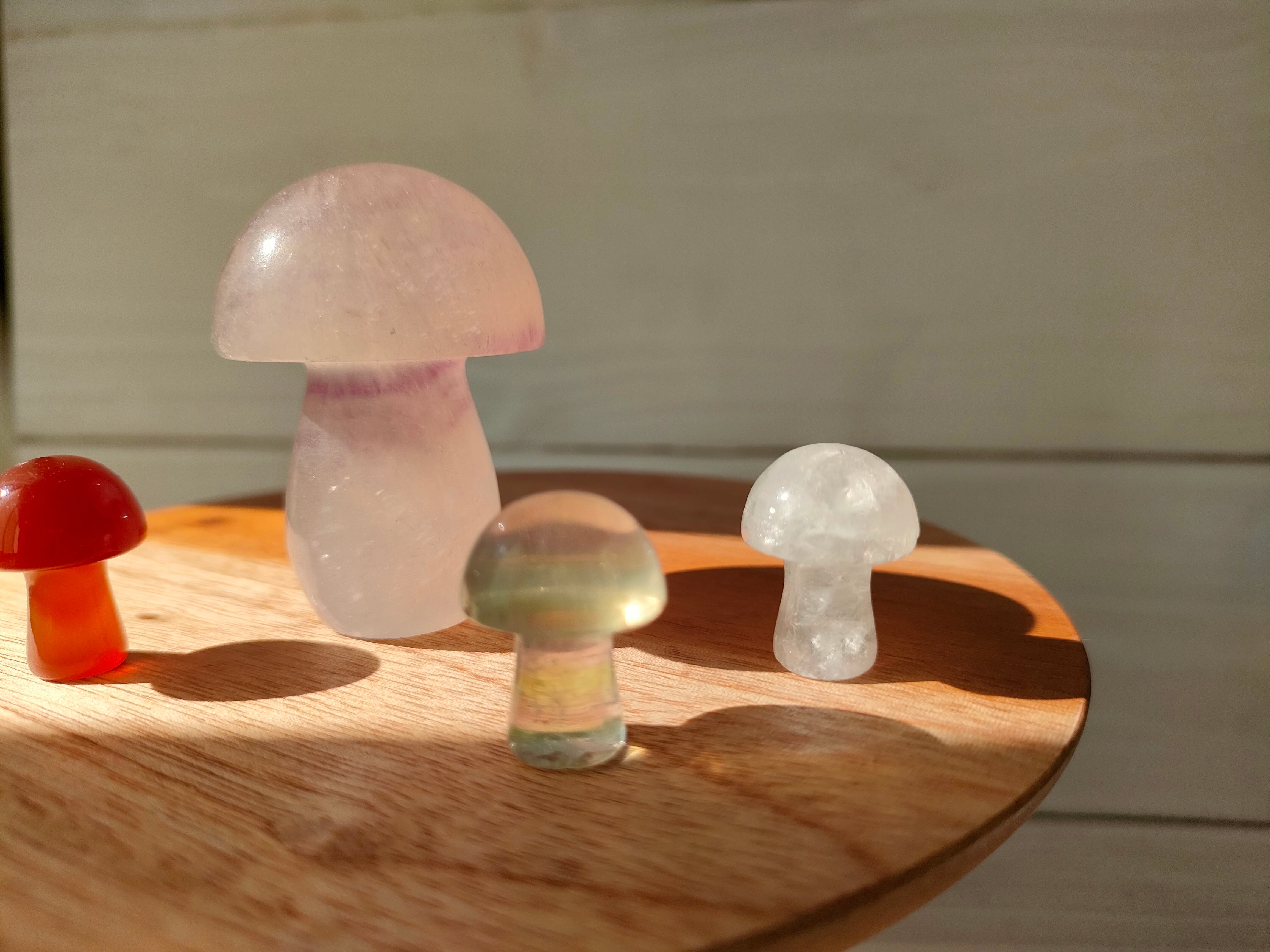 小さなきのこ 3種