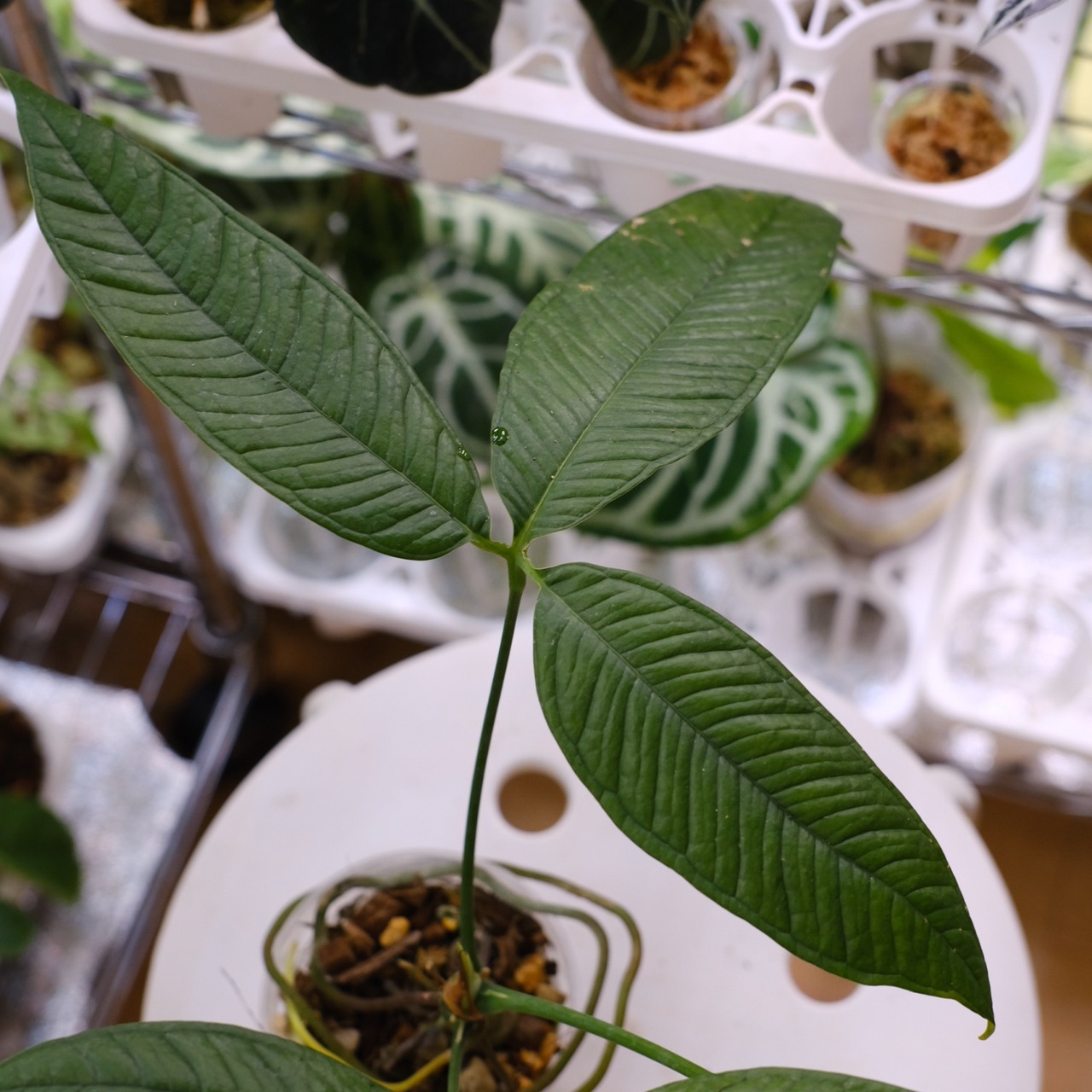 【希少】Anthurium moonenii / アンスリウム ムーネニー③ / 観葉植物<育て方・花言葉>