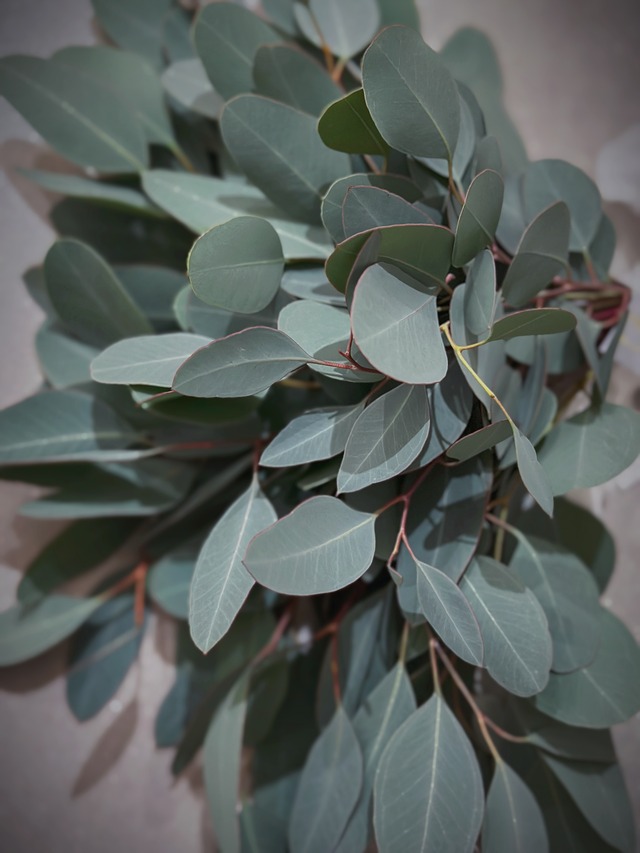 再再再再再販！お試し価格✨️フレッシュユーカリ