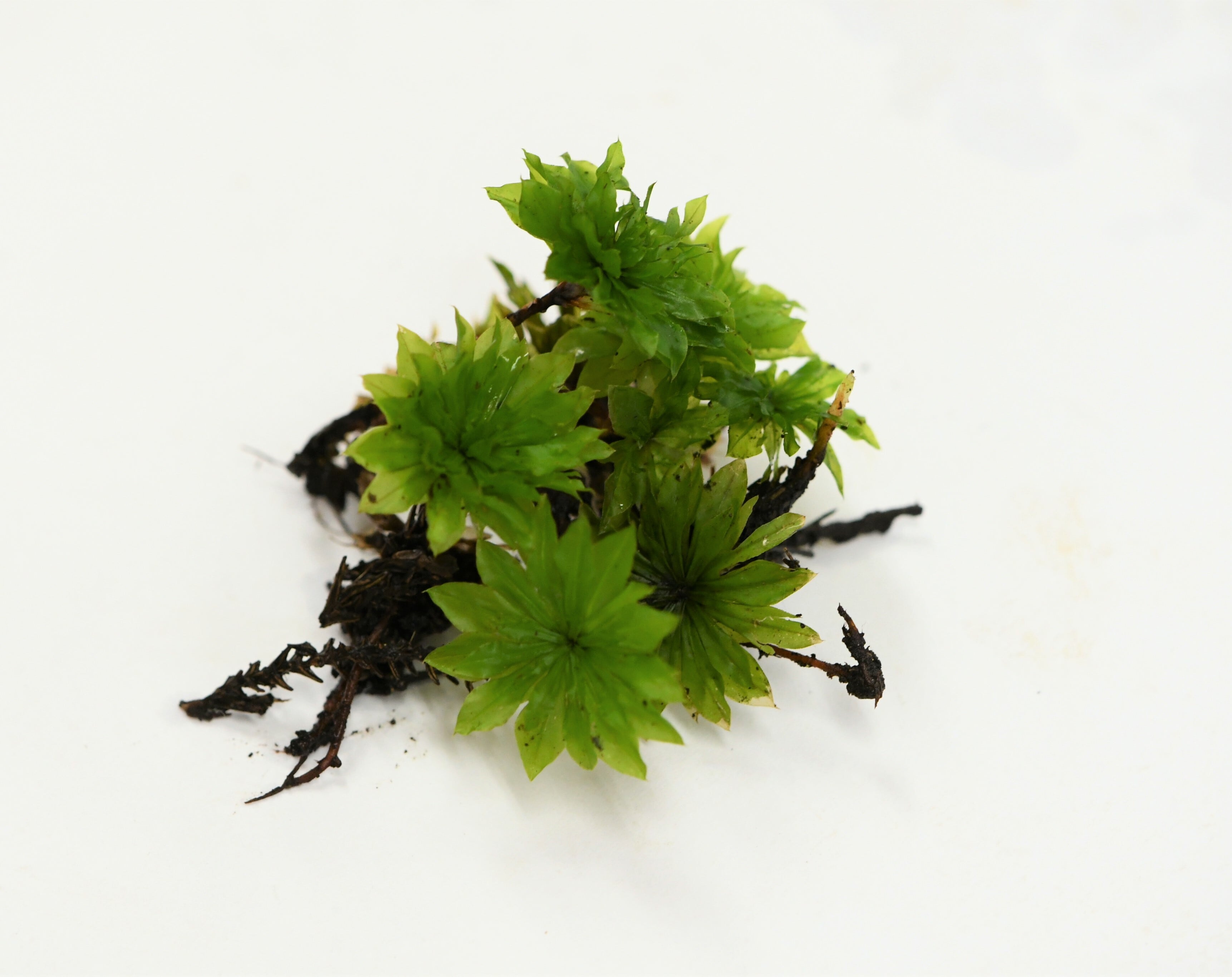 カサゴケ4芽入り 苔テラリウム作製用素材苔 | 苔テラリウム専門