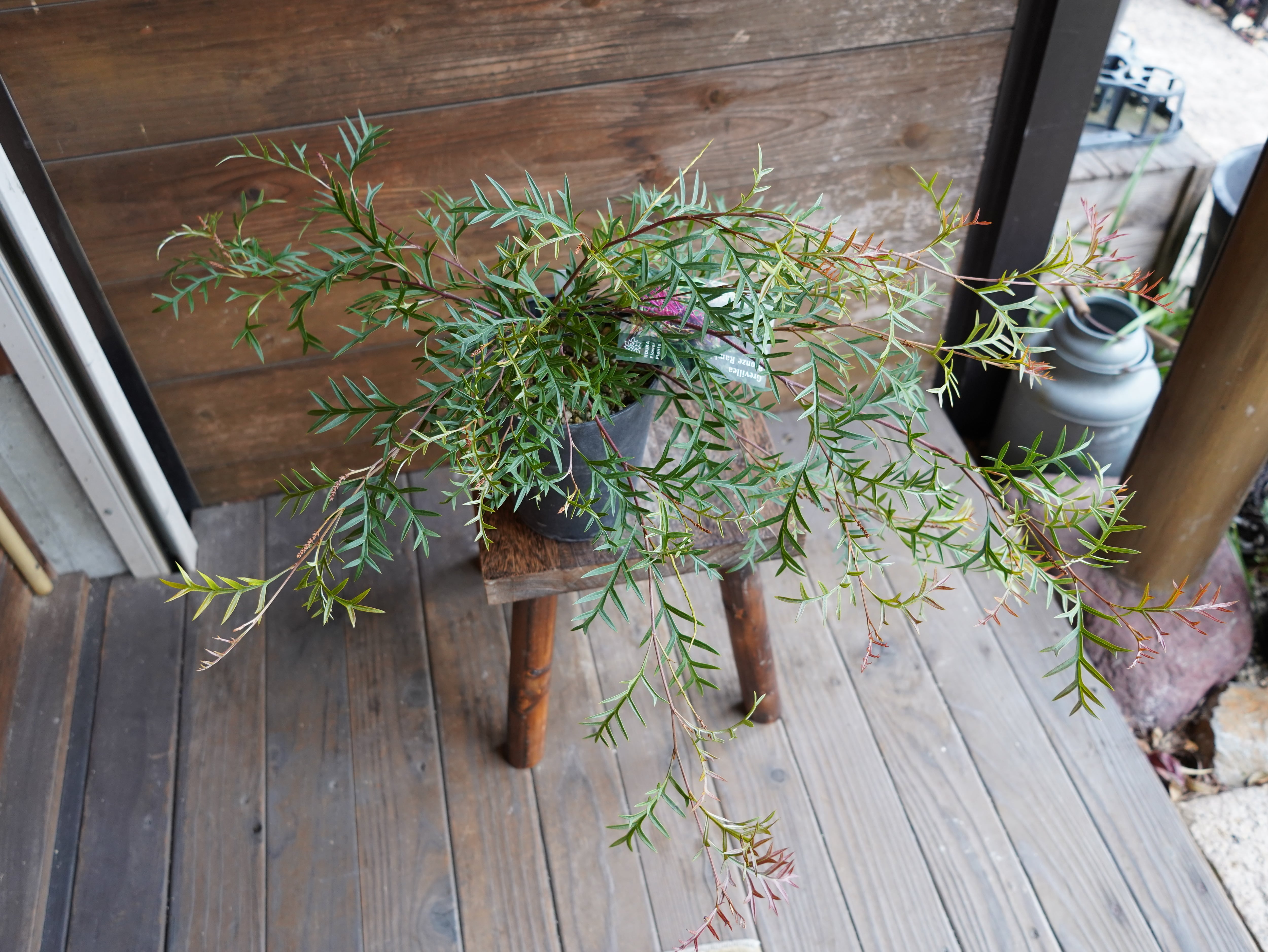 【現物】グレビレア ”ブロンズランバー” B