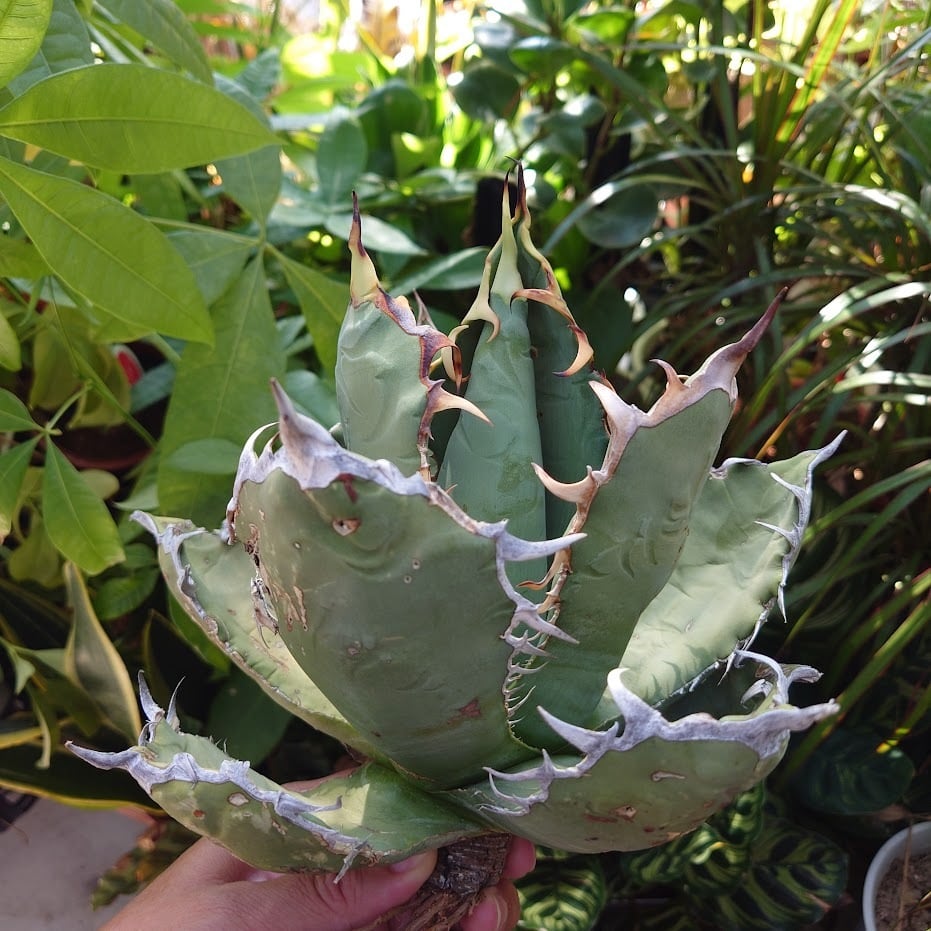 アガベ チタノタ オアハカ Agave titanota Oaxaca 19 | 多肉植物