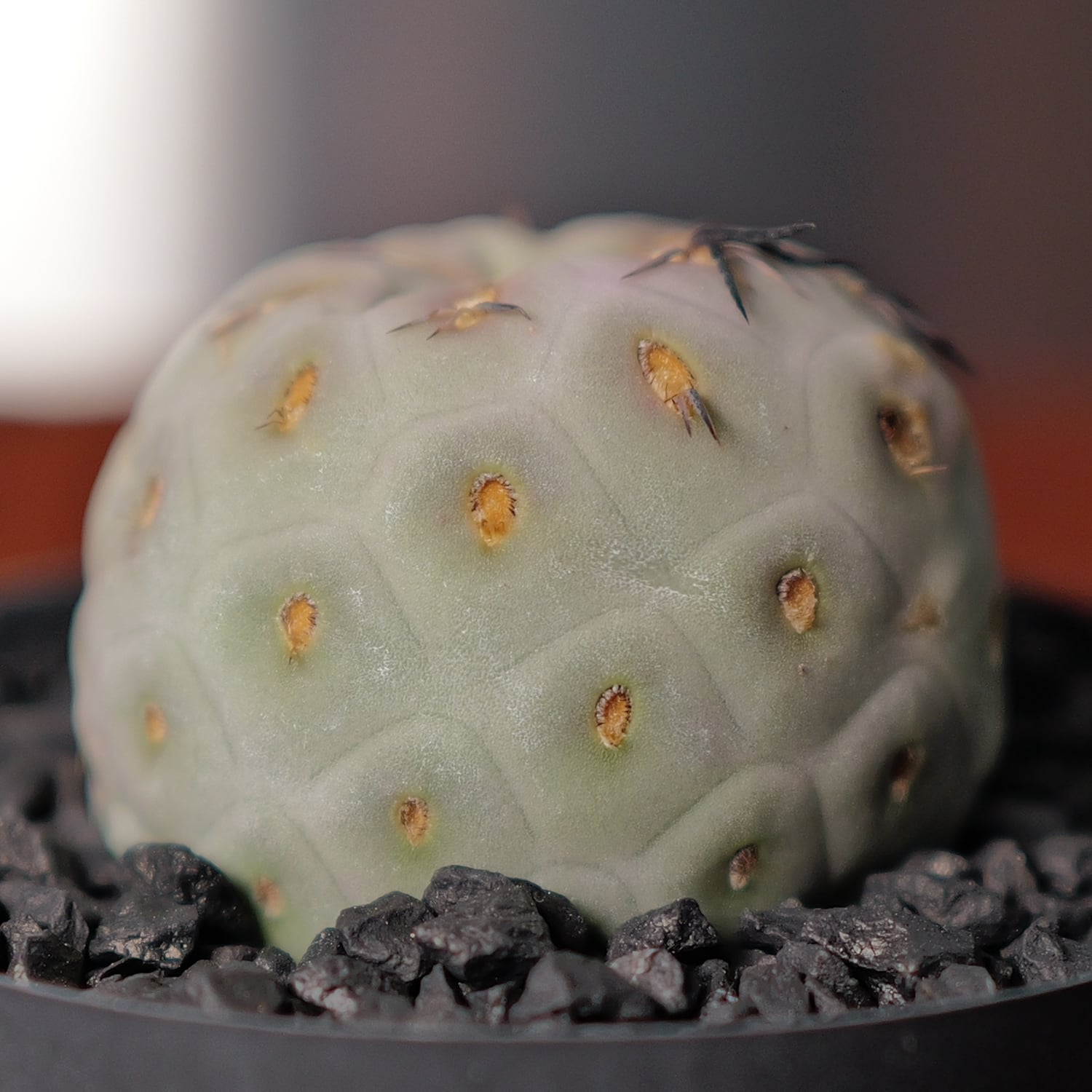 大球 1球 シングル テフロカクタス ゲオメトリクス