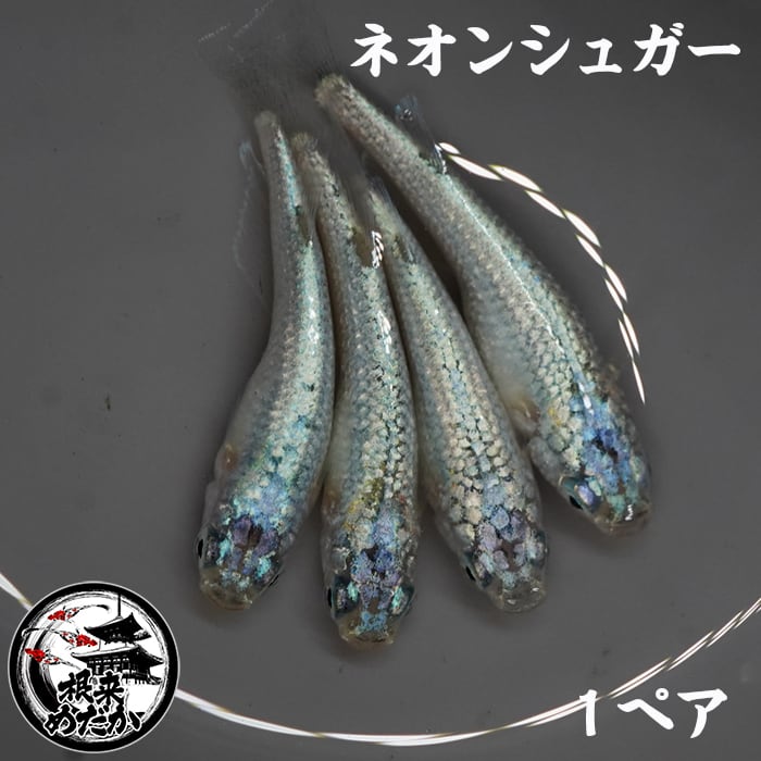 〖1ペア〗ネオンシュガーメダカ 成魚 2～3cm｜改良メダカ 人気品種 メダカ販売