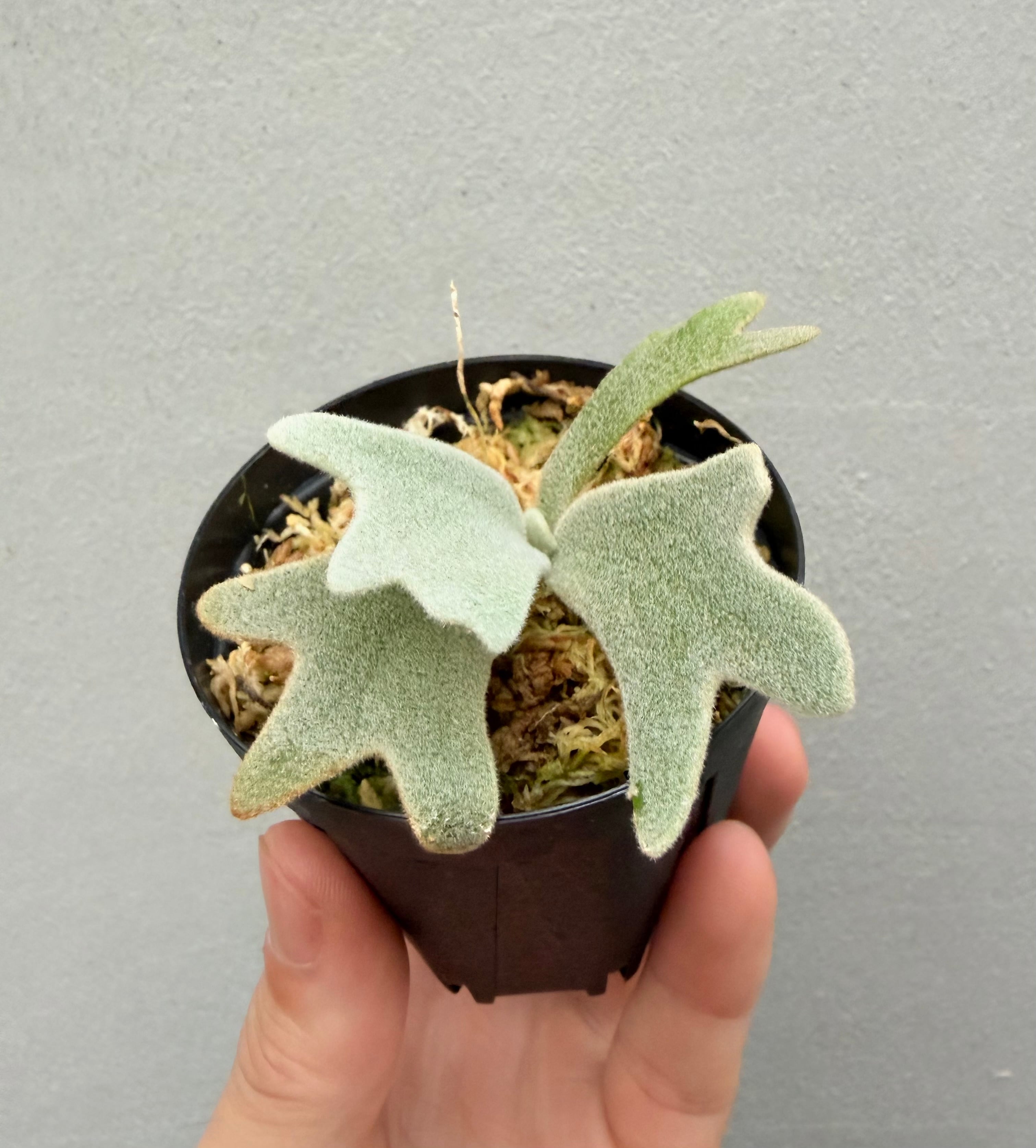Platycerium_ビカクシダ | vandaka plants