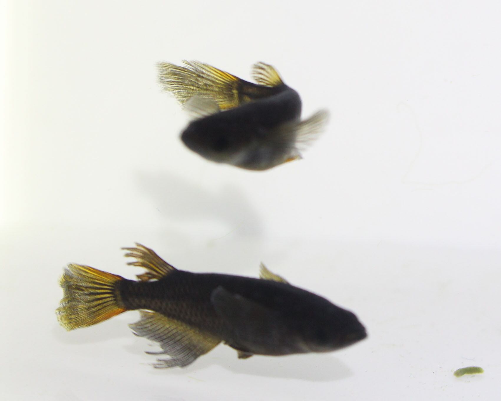 サタン黄鰭 オロチ鰭長黄鰭 1ペア 写真の個体を発送いたします 熊庭めだか
