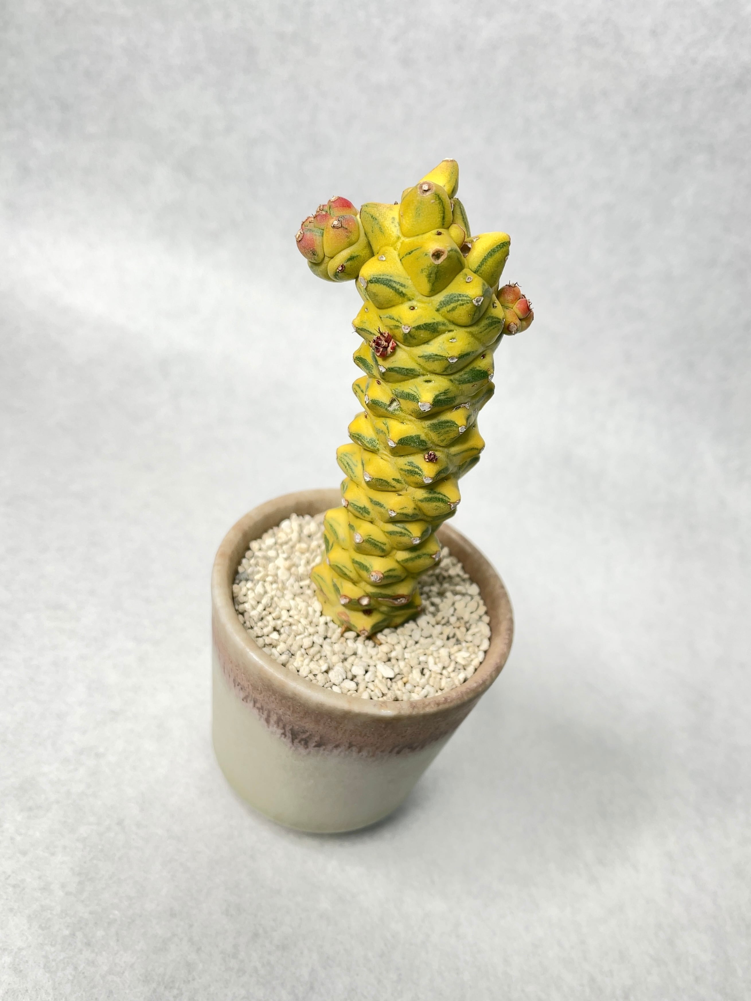 モナデニウム・リチェイ錦 | trigger