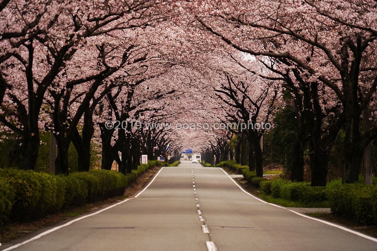 満開の桜で、桜のトンネル　buyphoto